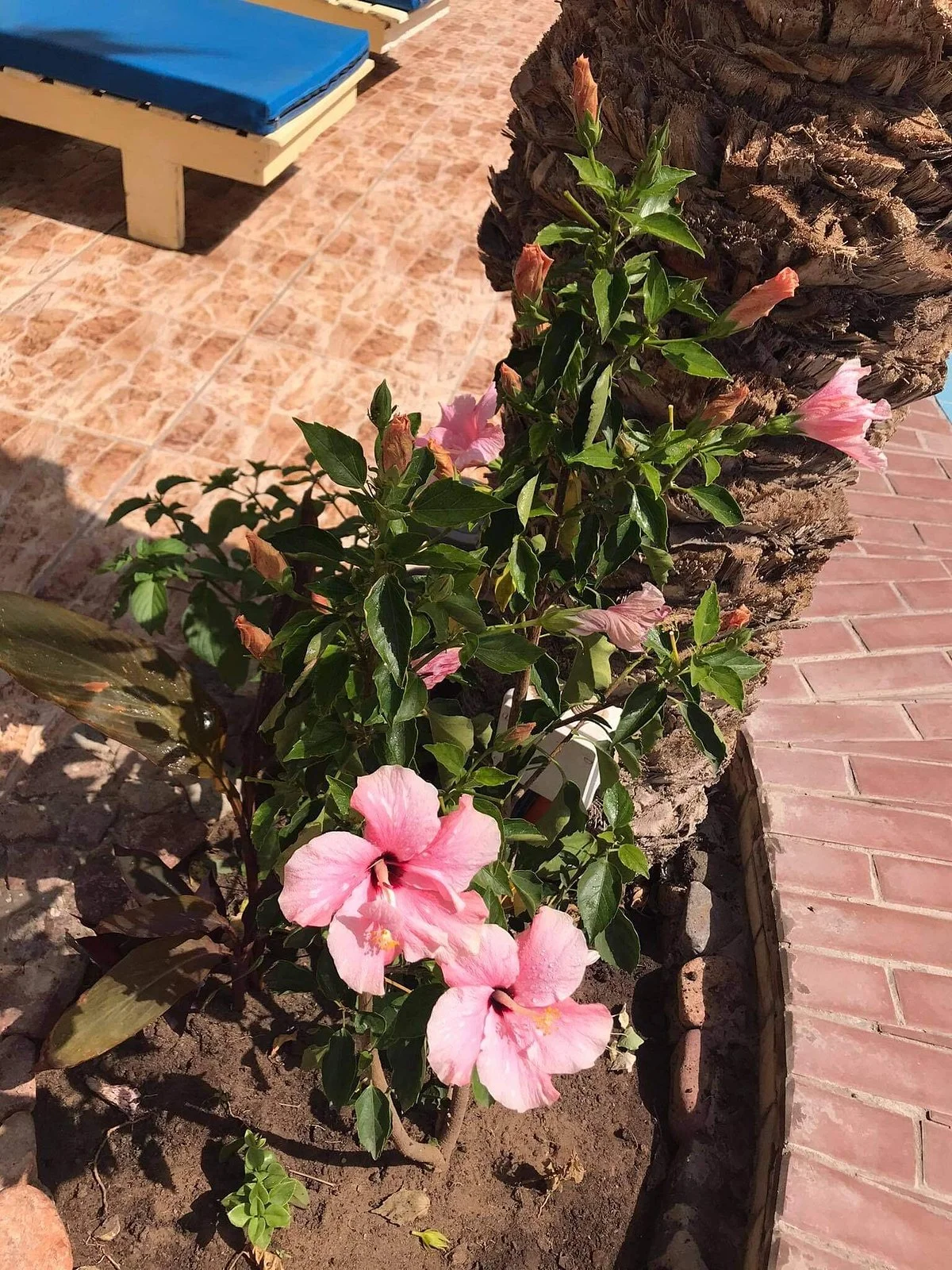 Acacia Dahab Hotel - Image 4