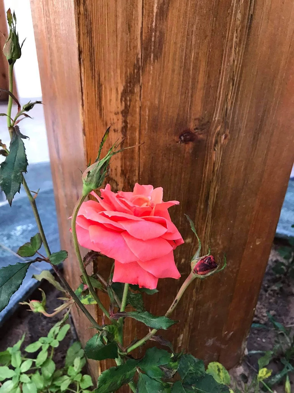 Acacia Dahab Hotel - Image 5