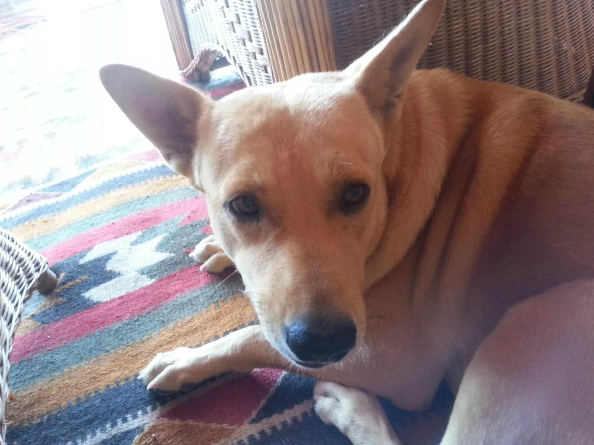 Acacia Dahab Hotel - Image 8