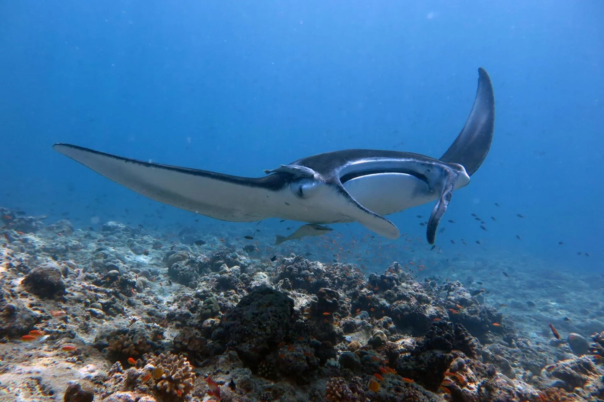 Boutique Beach All Inclusive Diving Hotel - Image 5