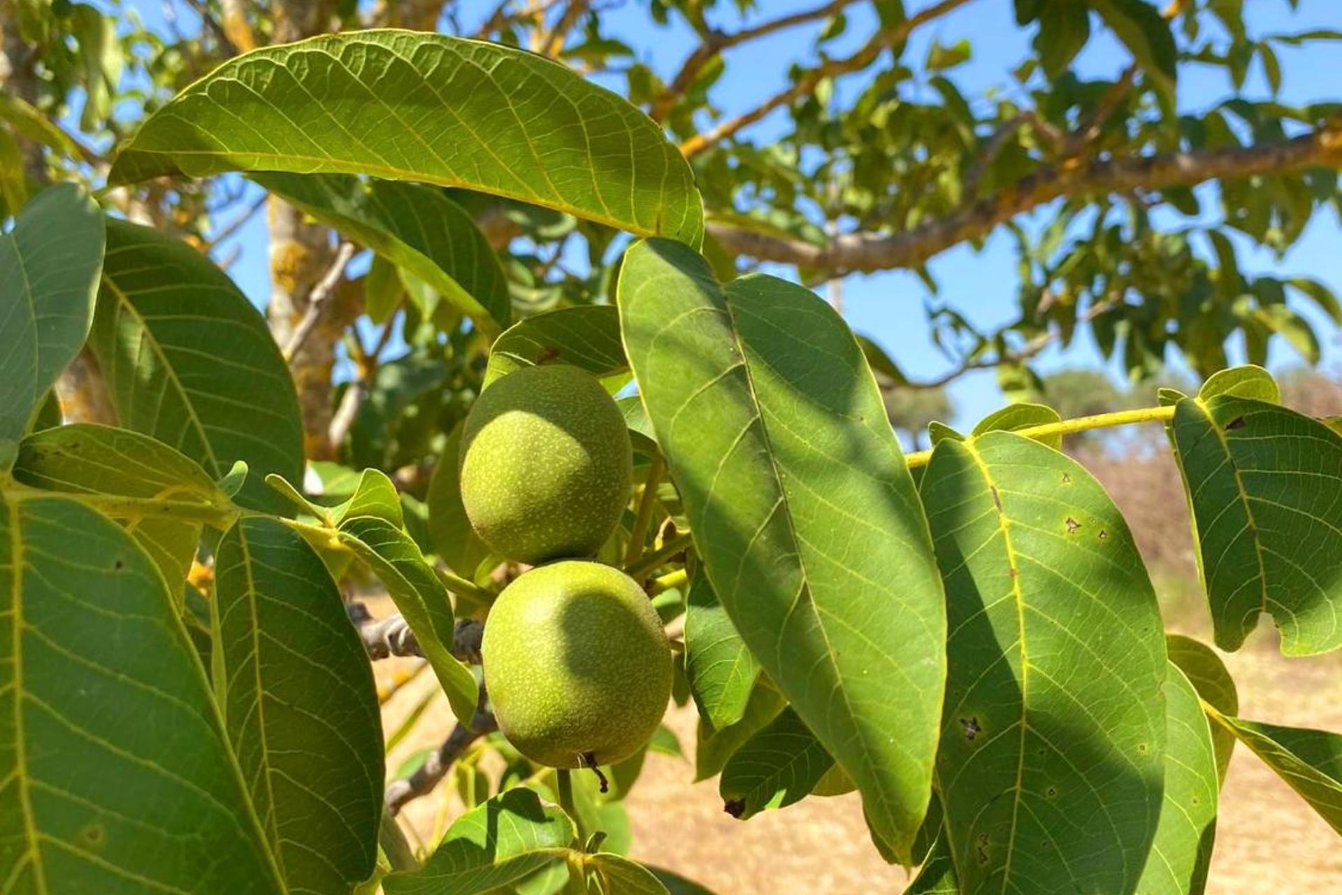 Descubra Casa das Laranjeiras: Seu Refúgio Ideal para Férias Inesquecíveis - Imagem 34
