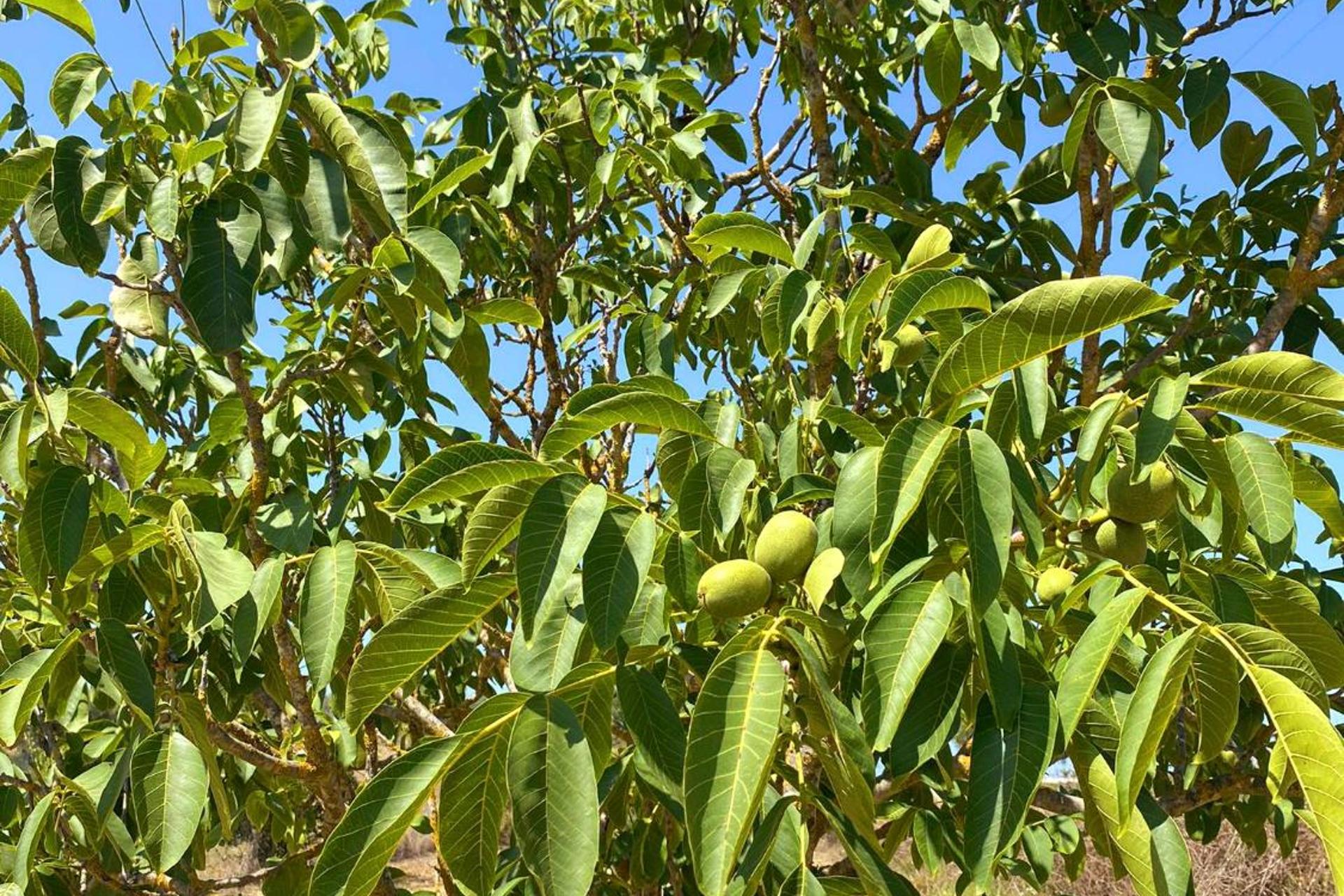 Descubra Casa das Laranjeiras: Seu Refúgio Ideal para Férias Inesquecíveis - Imagem 35