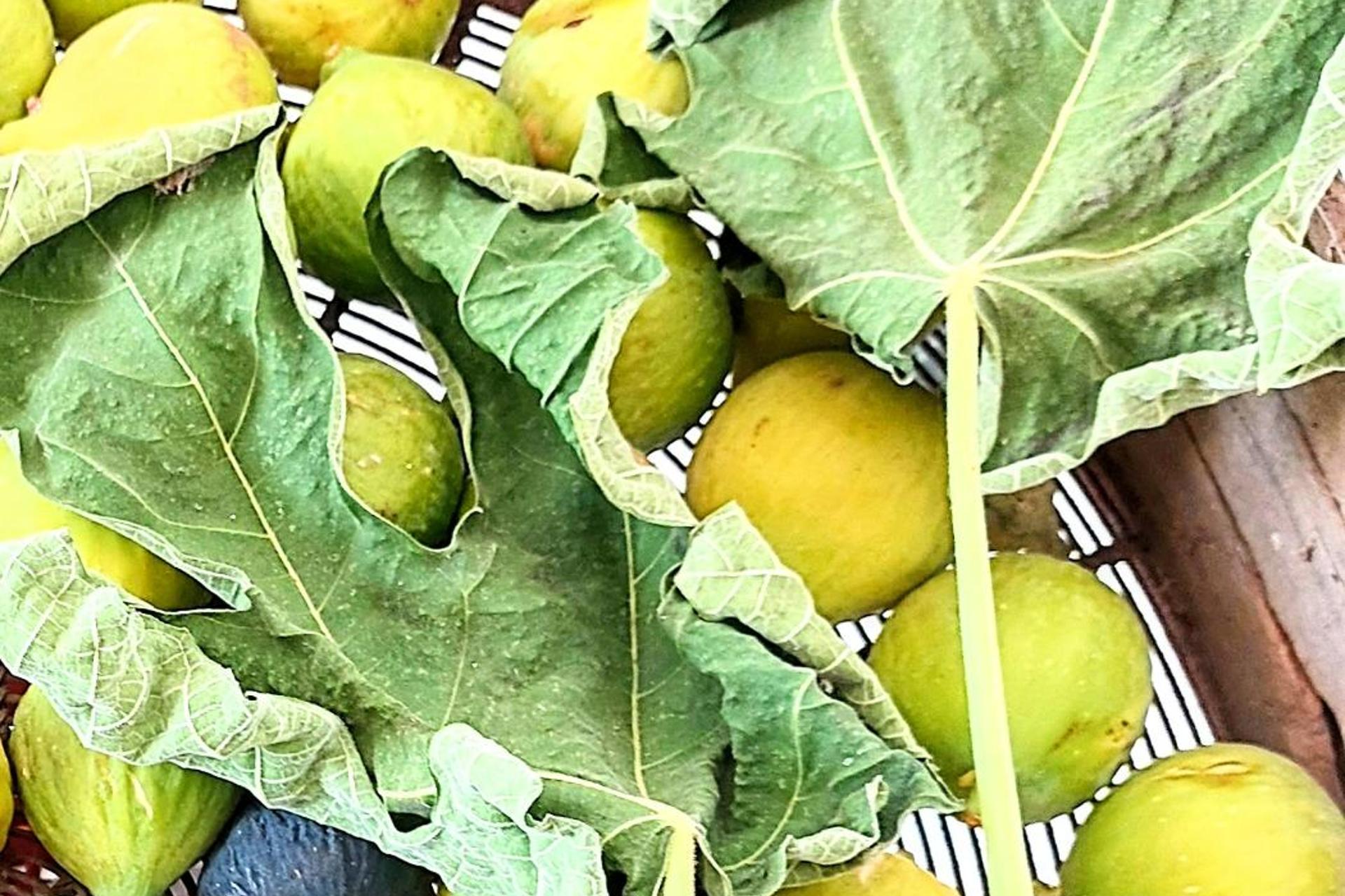 Descubra Casa das Laranjeiras: Seu Refúgio Ideal para Férias Inesquecíveis - Imagem 81