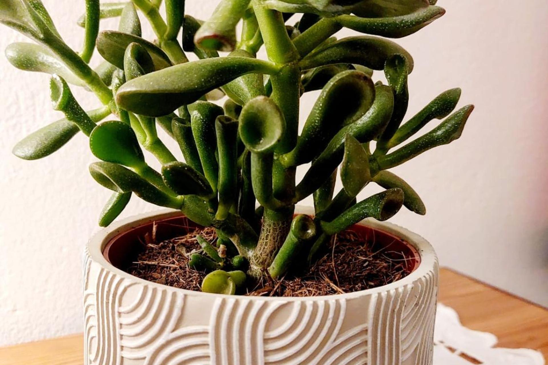 Descubra Casa das Laranjeiras: Seu Refúgio Ideal para Férias Inesquecíveis - Imagem 89