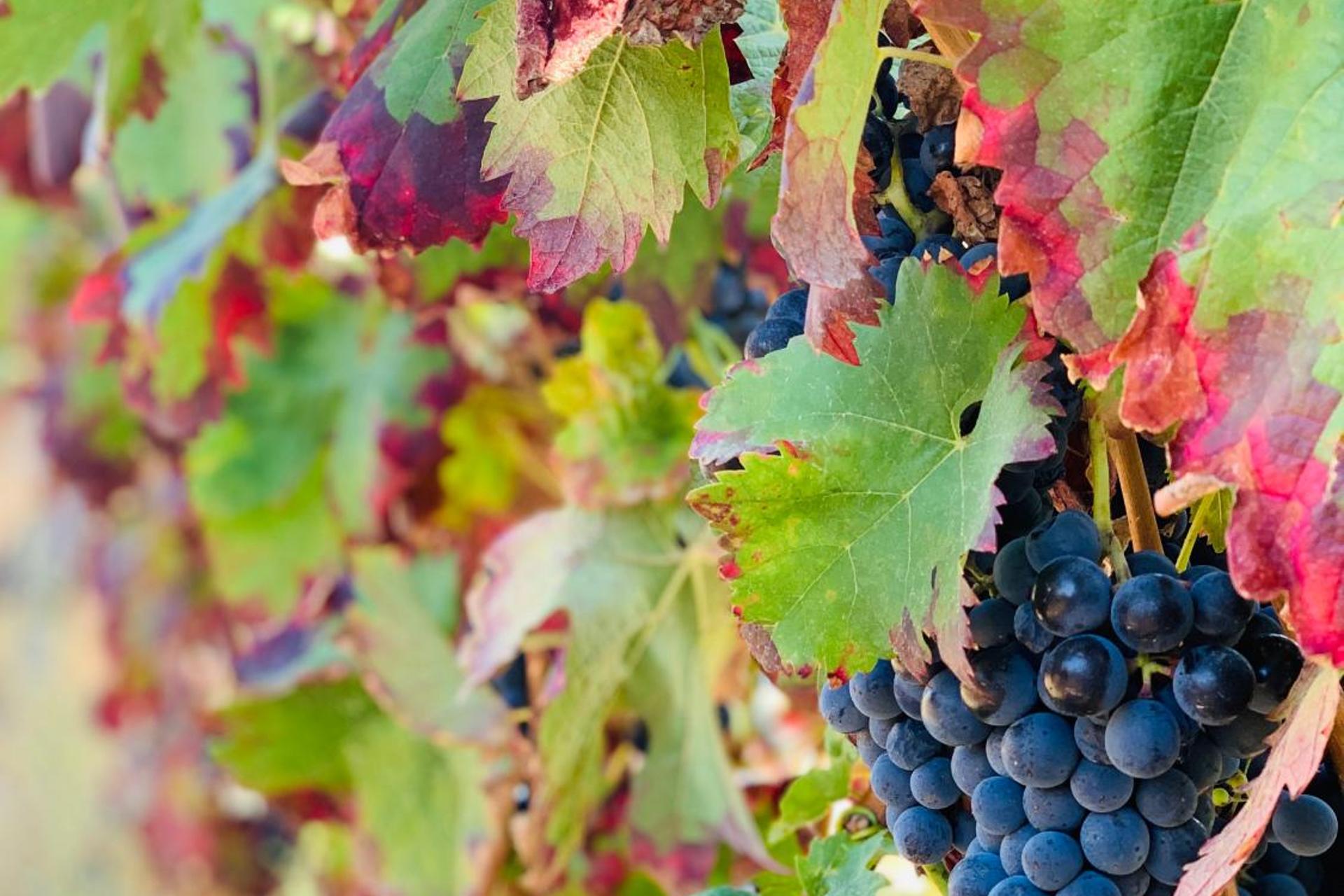 Descubra a Casa de São Miguel Douro: Um Refúgio de Conforto e Tradição - Imagem 26