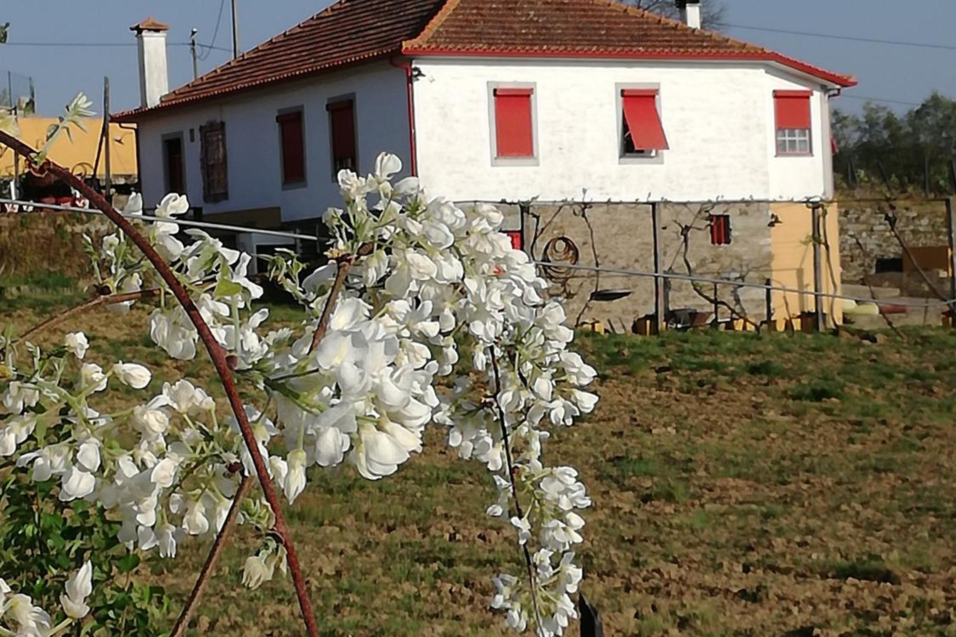 Descubra a Casa Vale do Douro: A Joia da Hospitalidade Portuguesa - Imagem 64