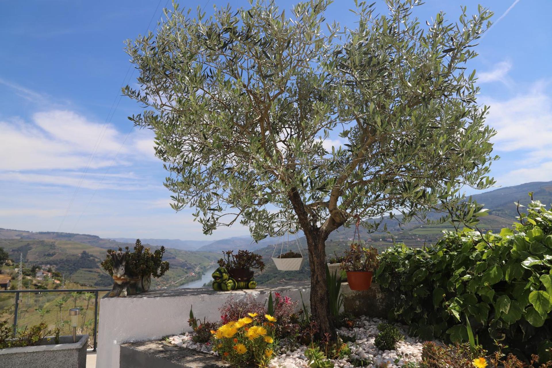 Descubra a Casa Vale do Douro: A Joia da Hospitalidade Portuguesa - Imagem 76