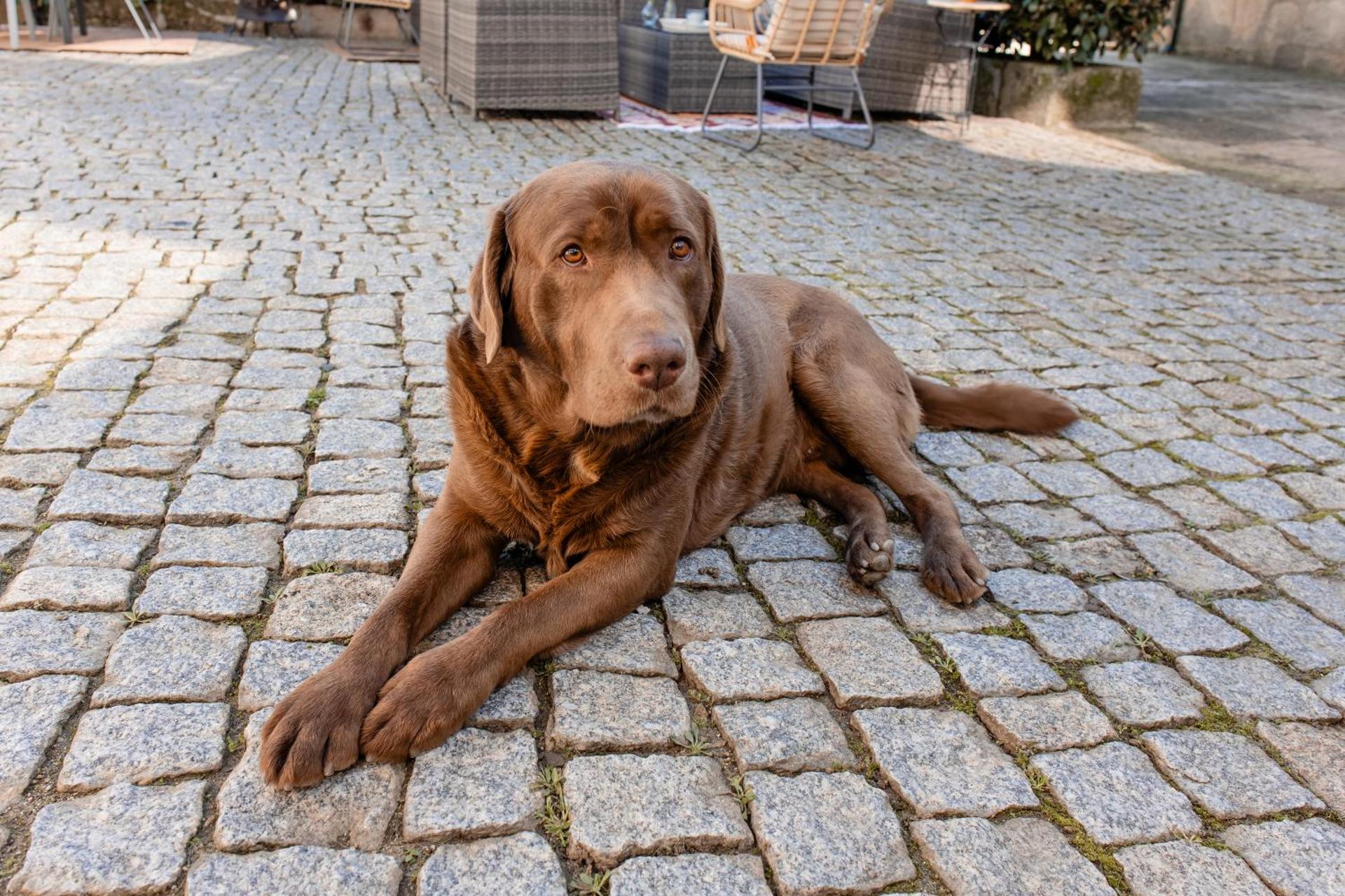 Descubra o Casal da Viúva: Uma Experiência Inesquecível - Imagem 50