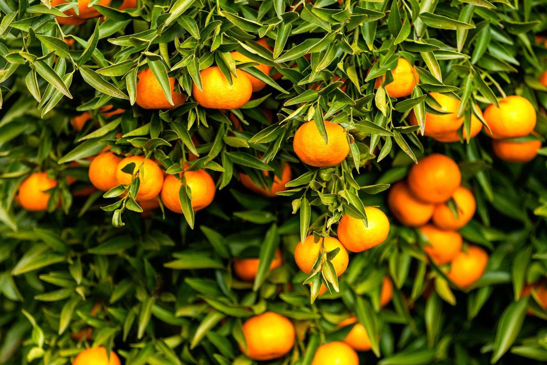 Descubra o Douro Palace Hotel Resort & SPA: Uma Experiência Inesquecível - Imagem 32