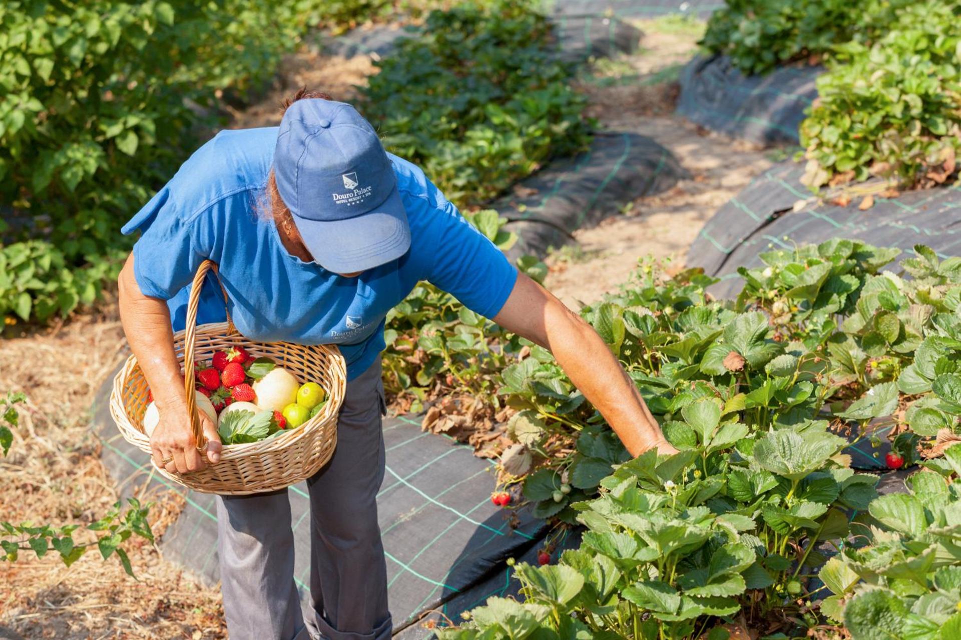 Descubra o Douro Palace Hotel Resort & SPA: Uma Experiência Inesquecível - Imagem 35