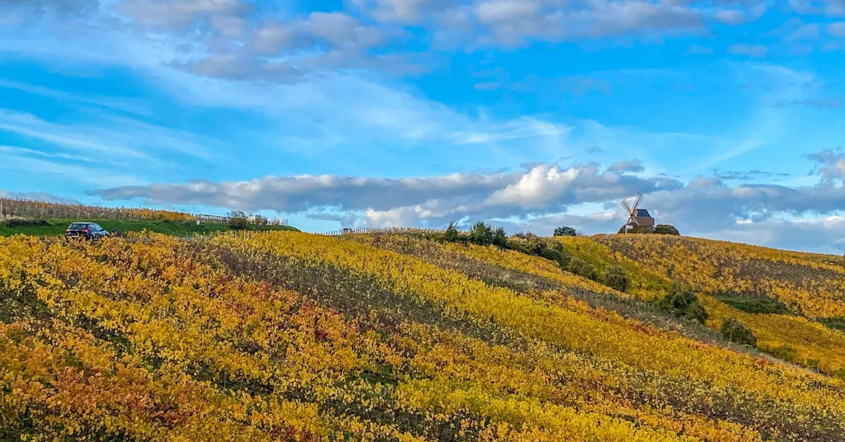 Gondomar Pet Festival 2026