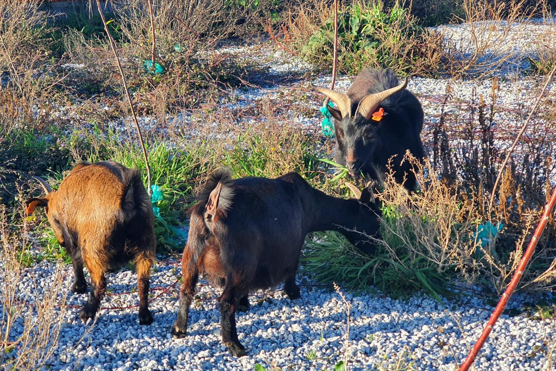 Descubra Gojim Casa Rural: Uma Experiência Única em Acomodação - Imagem 45