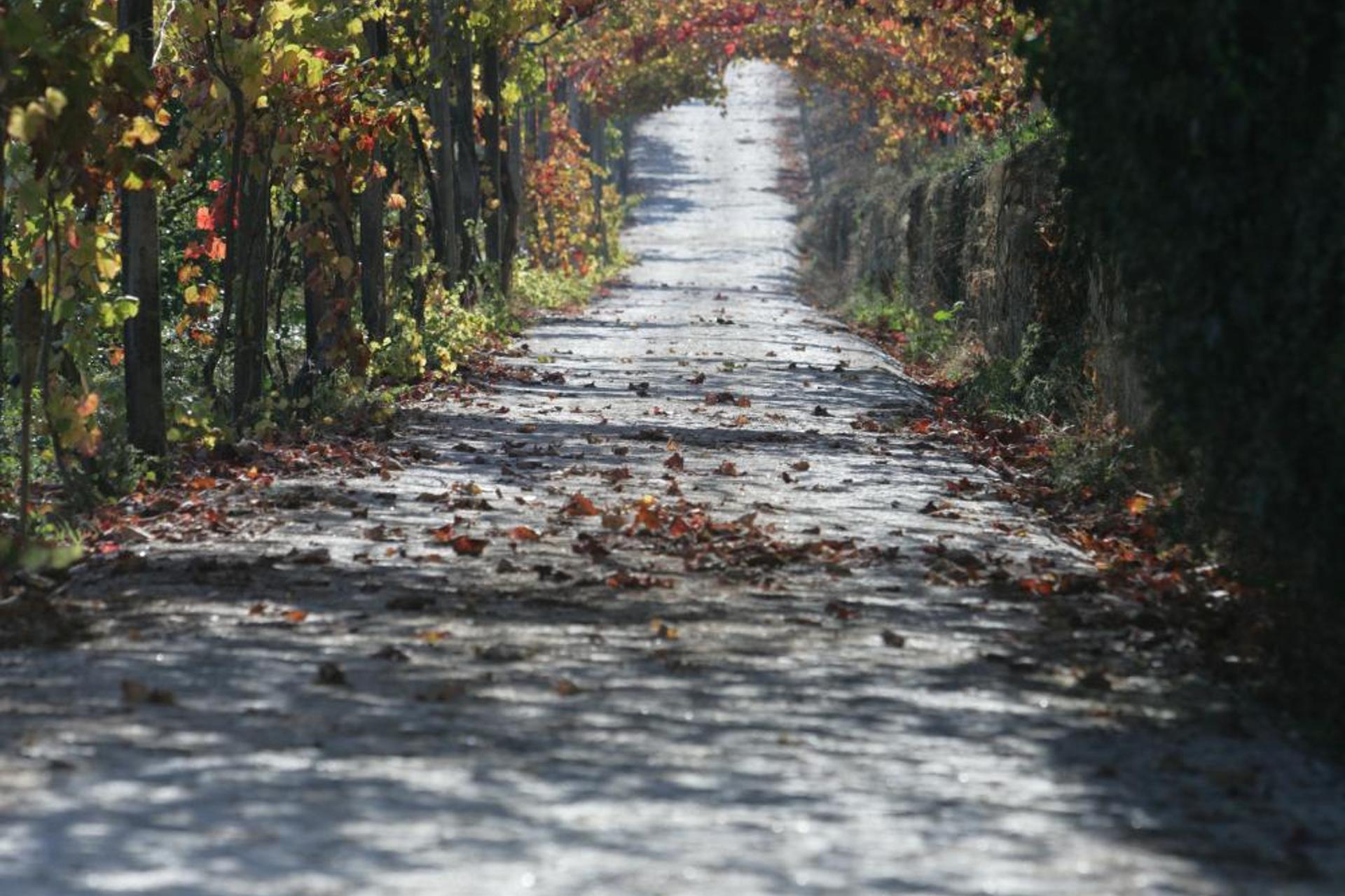 Descubra o Hotel Rural Casa dos Viscondes da Varzea: Um Refúgio de Confiança e Conforto - Imagem 76