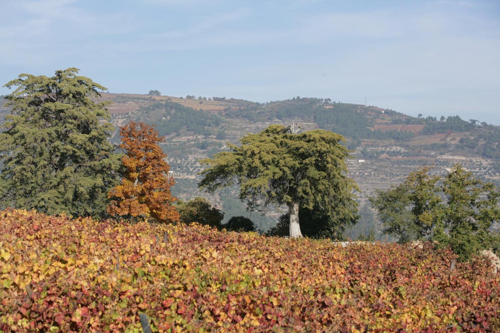 Descubra o Hotel Rural Casa dos Viscondes da Varzea: Um Refúgio de Confiança e Conforto - Imagem 98