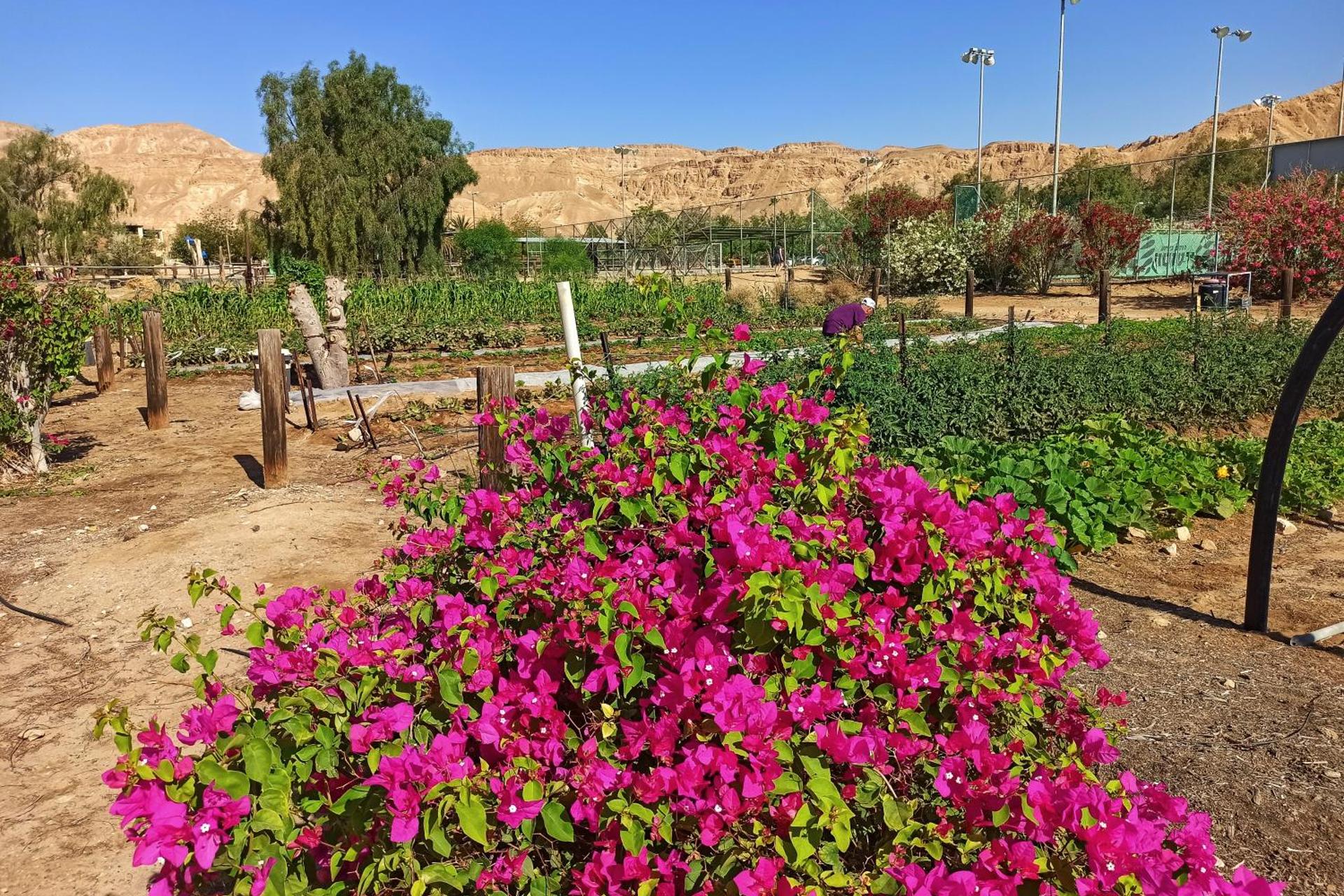 Kibbutz Ketura Guest House - Image 18