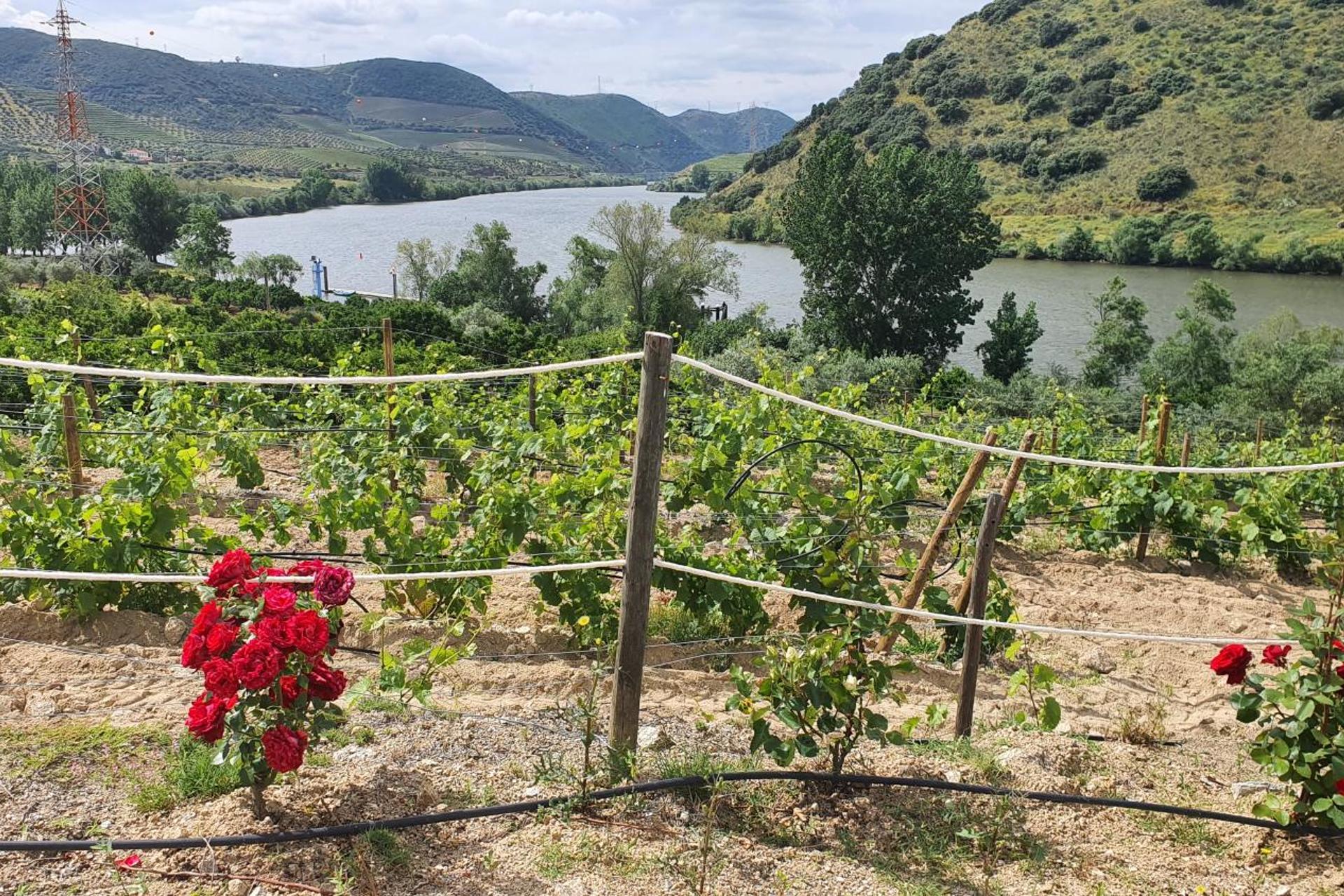 Descubra Olhares do Douro: Um Refúgio em Meio à Natureza - Imagem 102