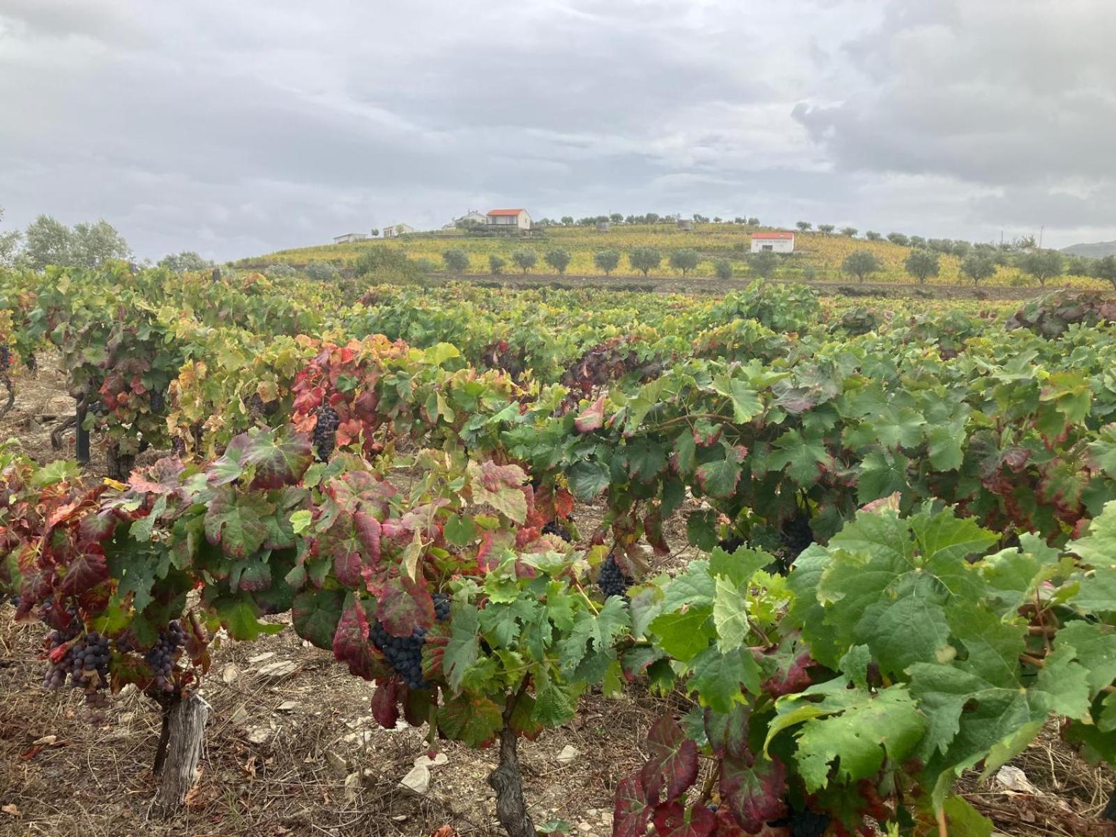 Descubra o Placido Hotel Douro Tabuaco: Uma Joia da Hospitalidade no Coração do Douro - Imagem 49
