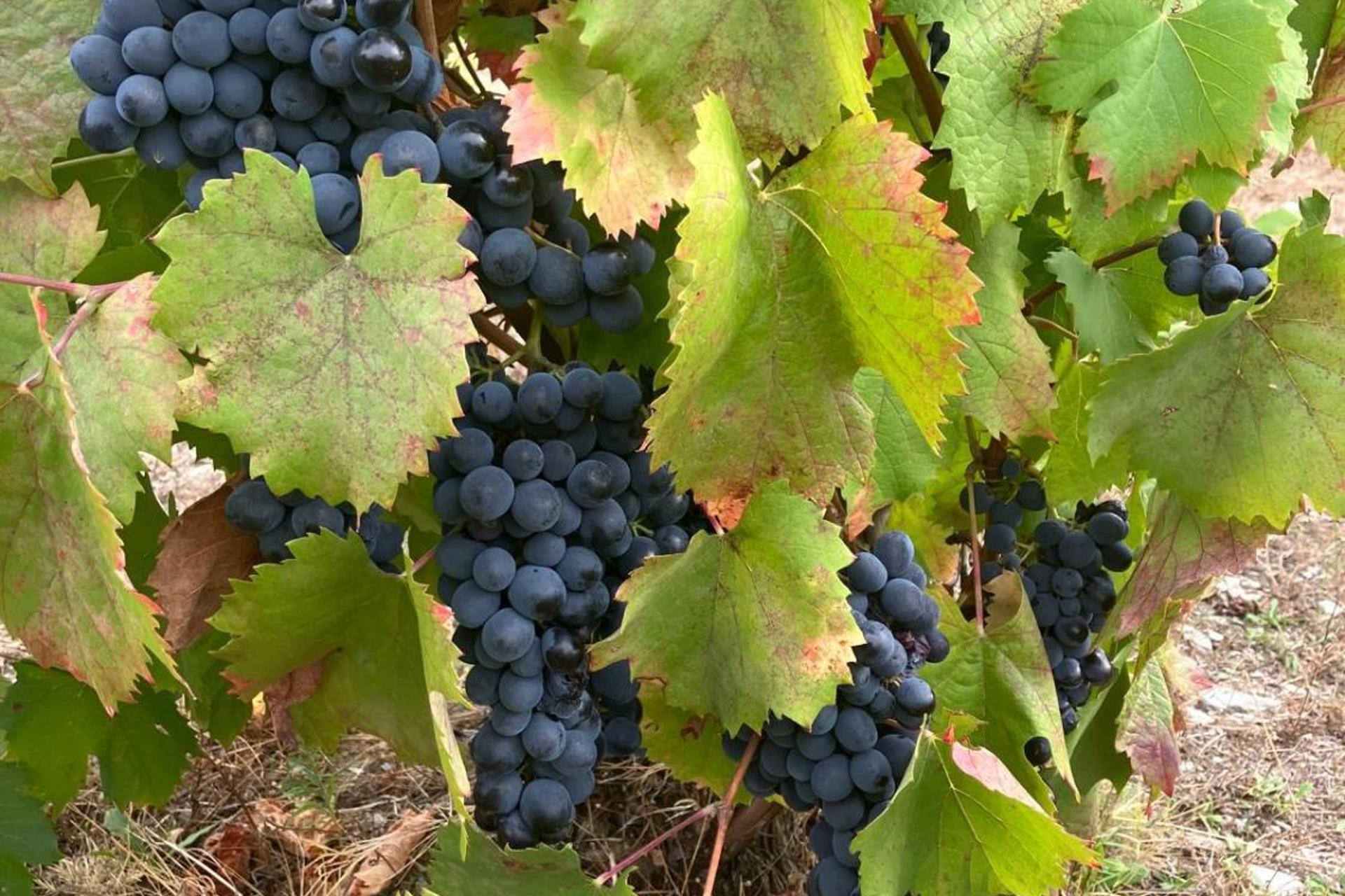 Descubra o Placido Hotel Douro Tabuaco: Uma Joia da Hospitalidade no Coração do Douro - Imagem 50