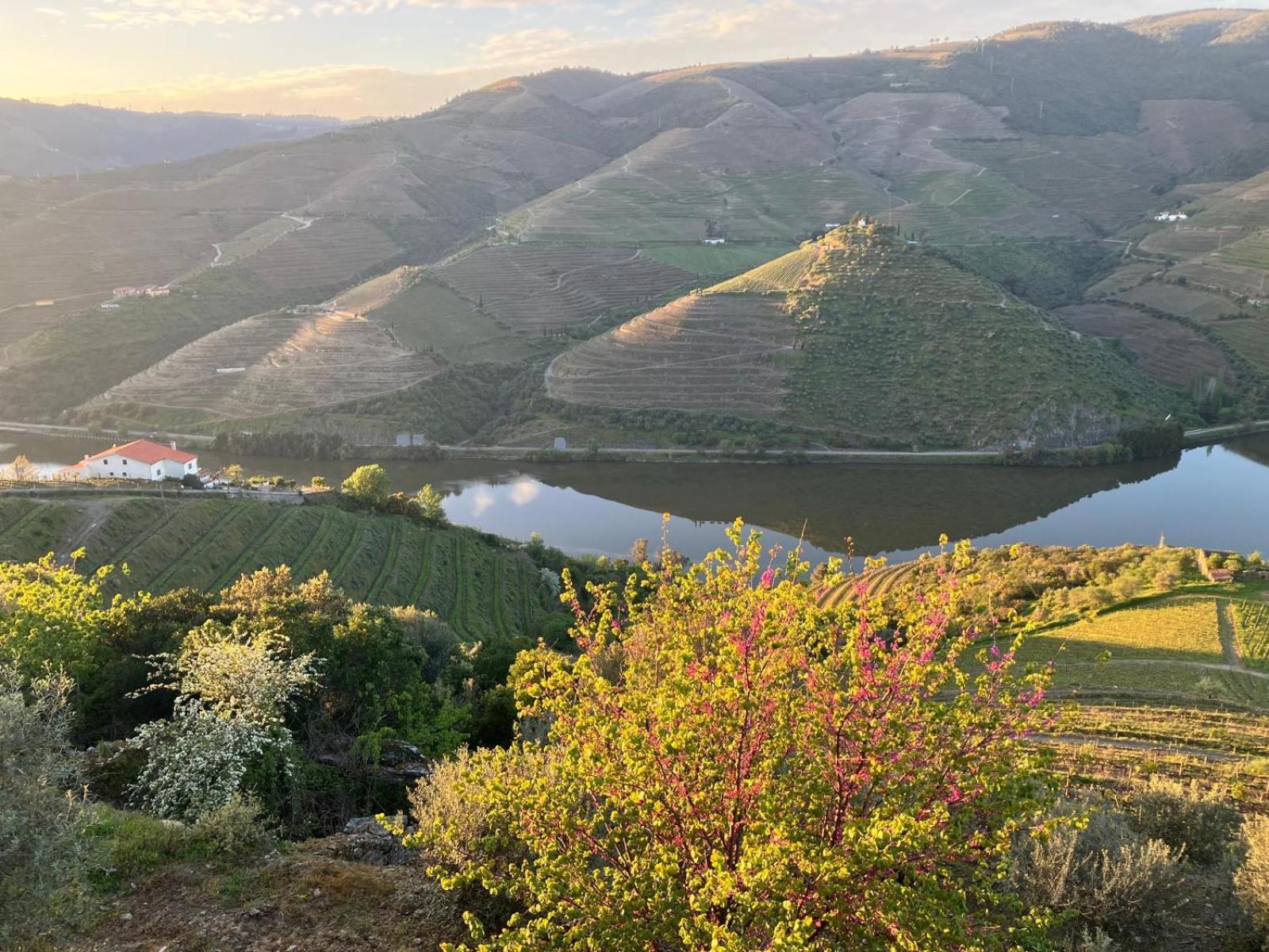 Descubra o Placido Hotel Douro Tabuaco: Uma Joia da Hospitalidade no Coração do Douro - Imagem 54