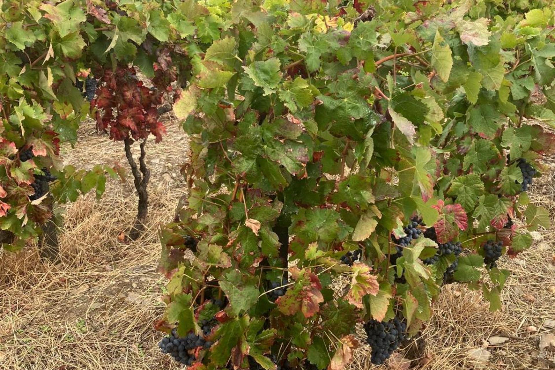 Descubra o Placido Hotel Douro Tabuaco: Uma Joia da Hospitalidade no Coração do Douro - Imagem 92