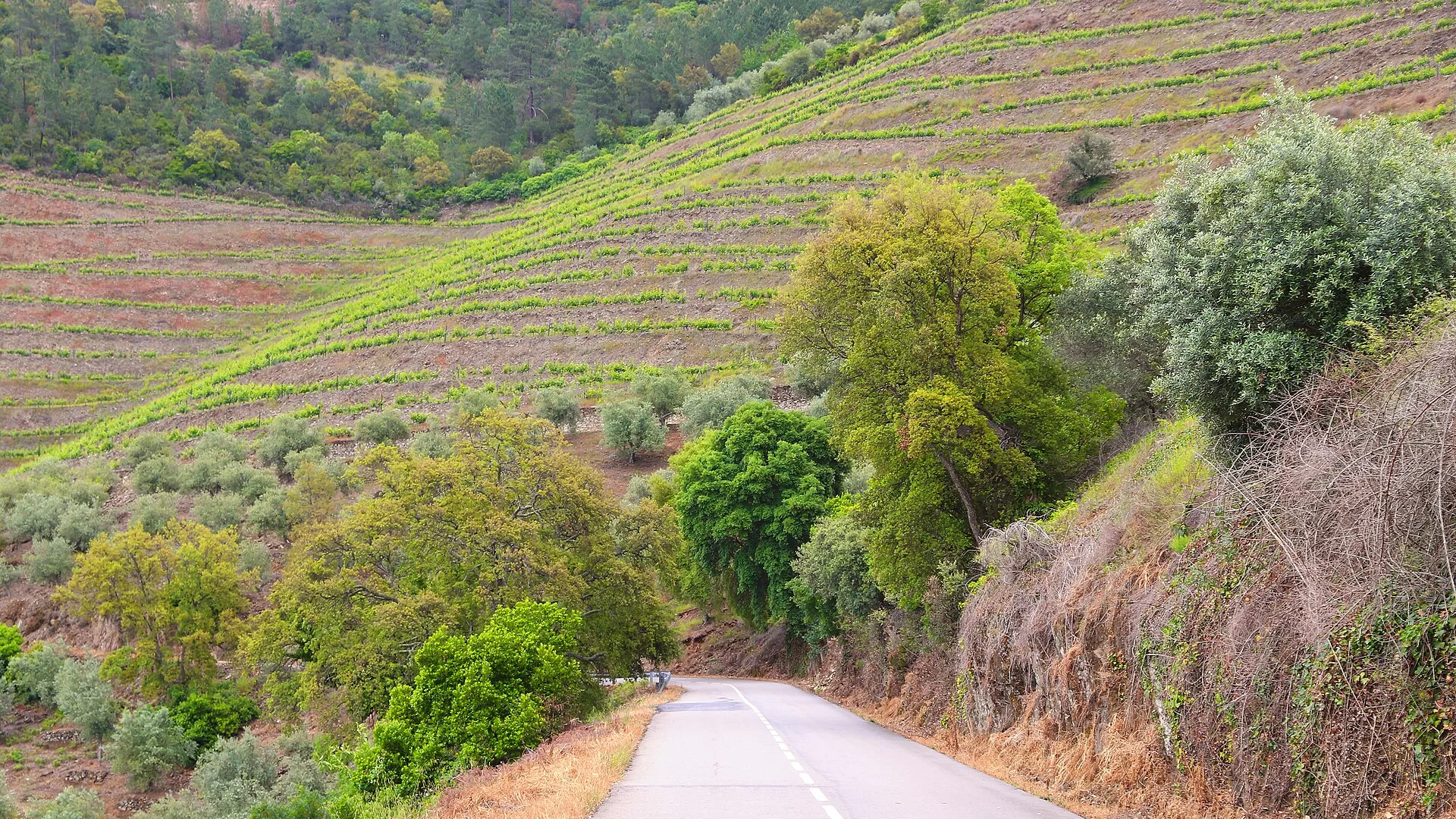 N222 Route in the Douro: The World's Most Beautiful Road