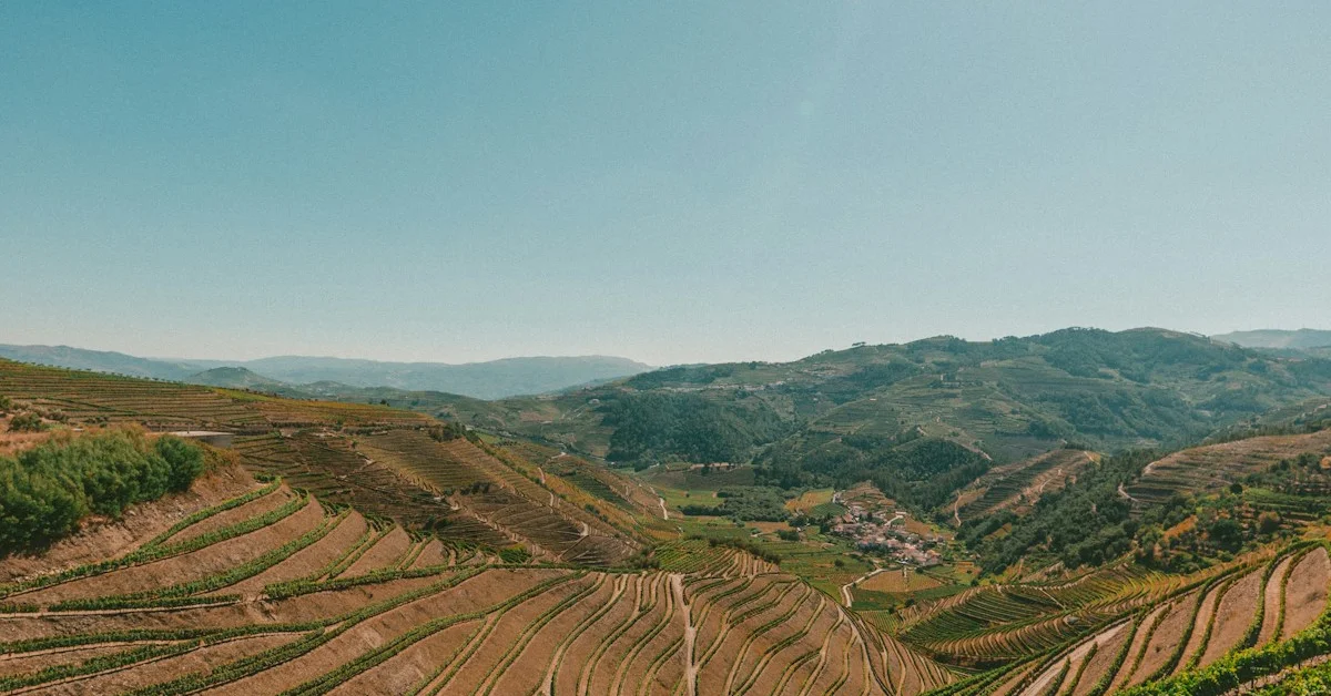 Vindimas no Douro: Uma Experiência Autêntica
