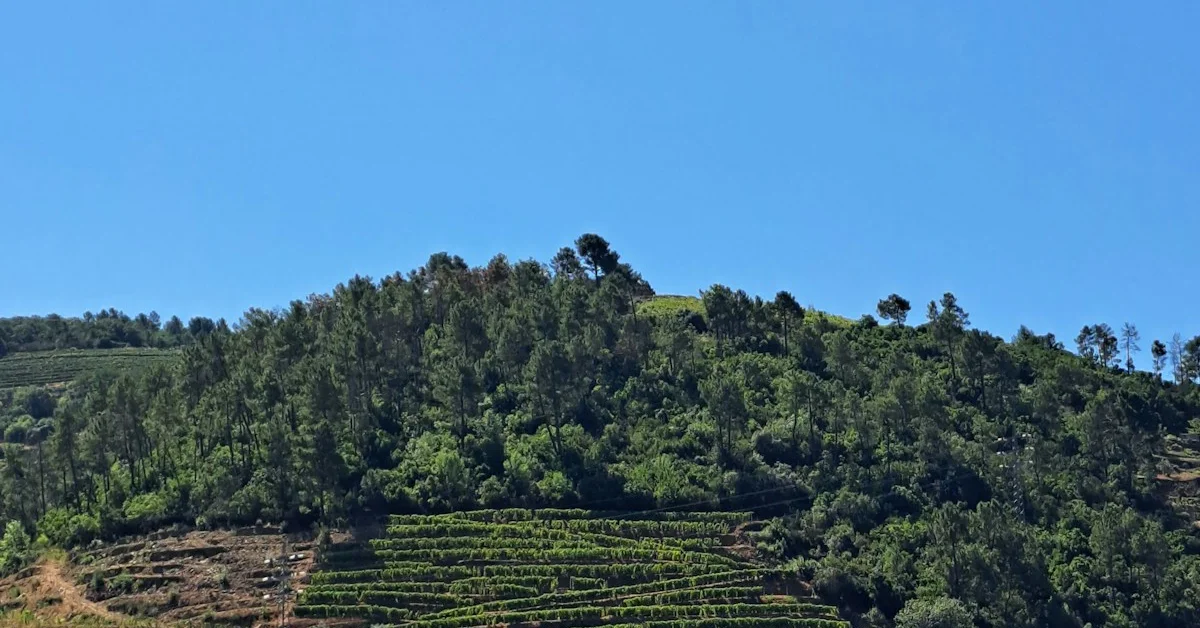 Rota das Quintas do Douro: O Roteiro Perfeito de 3 Dias