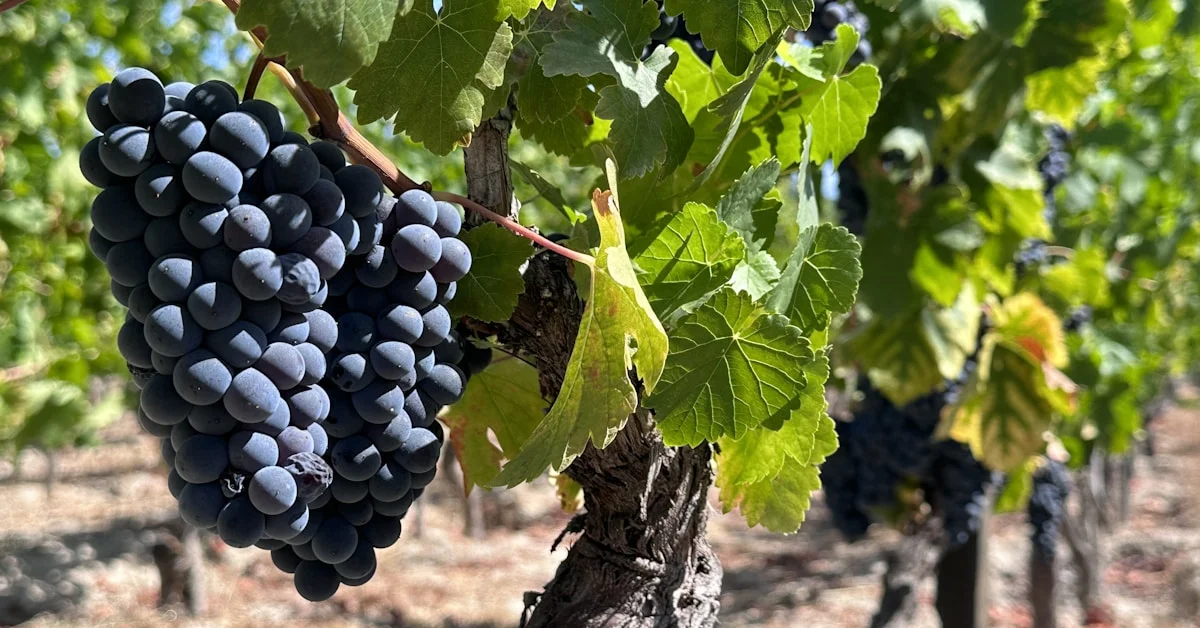 Vindimas no Douro: Guia Completo de Participação 2026