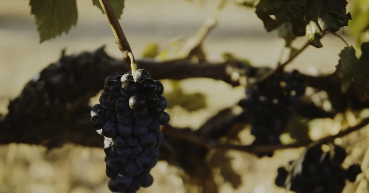 Castas do Douro: Guia Completo das Uvas Autóctones | 2026