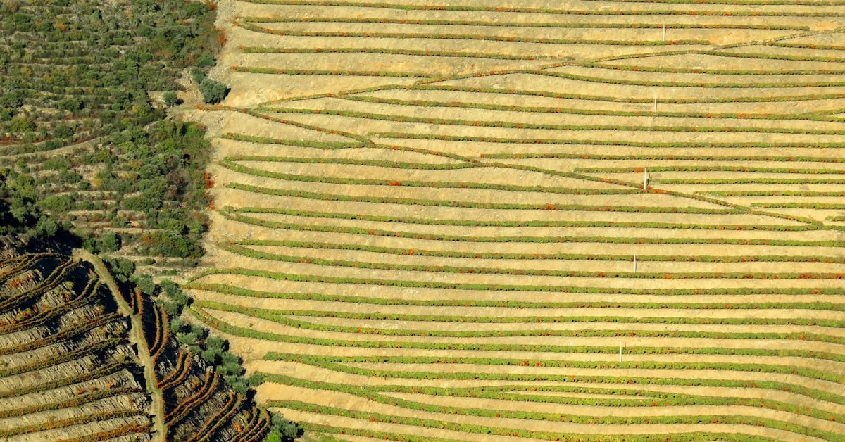 Quinta do Vesúvio: A Vinha Mais Impressionante do Douro Superior