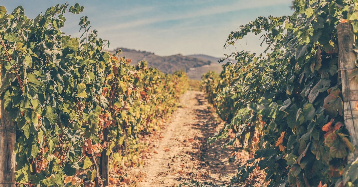 Workshops de Vinificação no Douro: Aprenda a Fazer Vinho
