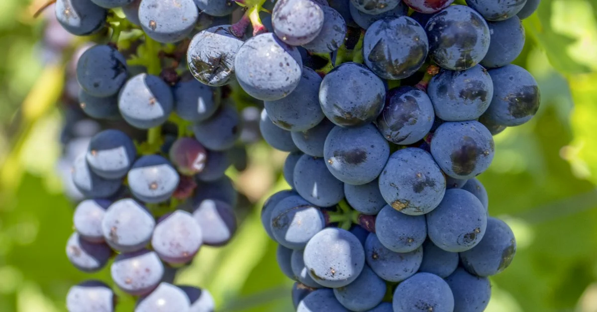 Spa de Vinha e Vinhoterapia no Douro: Guia de Experiências 2026