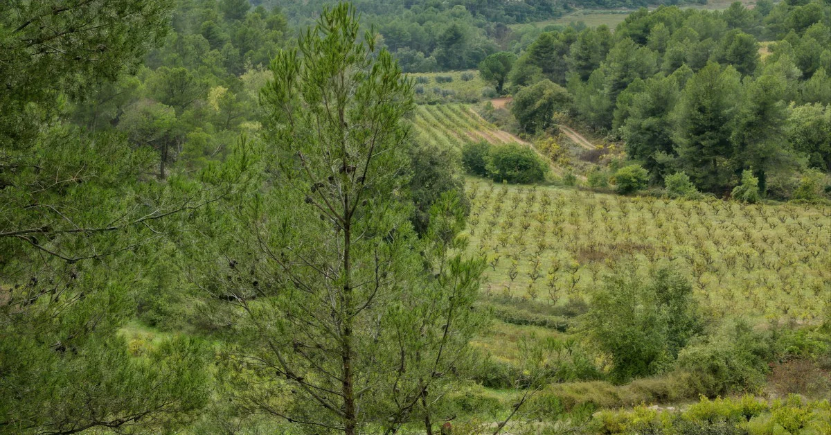 Douro com Crianças: Dicas Para uma Viagem Familiar Memorável