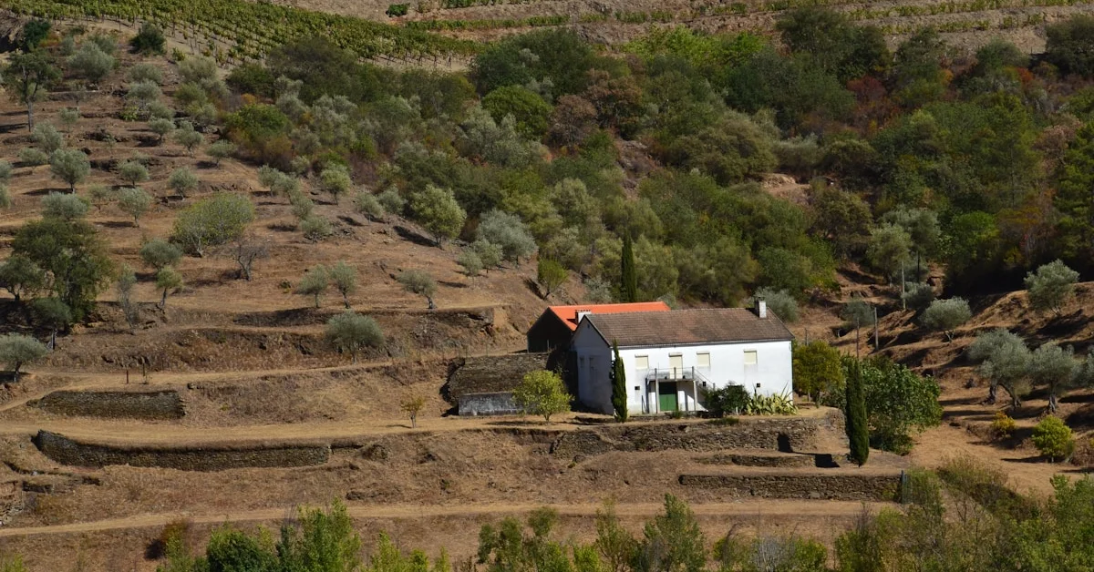 Douro Sustentável: Como Viajar de Forma Responsável no Vale do Vinho