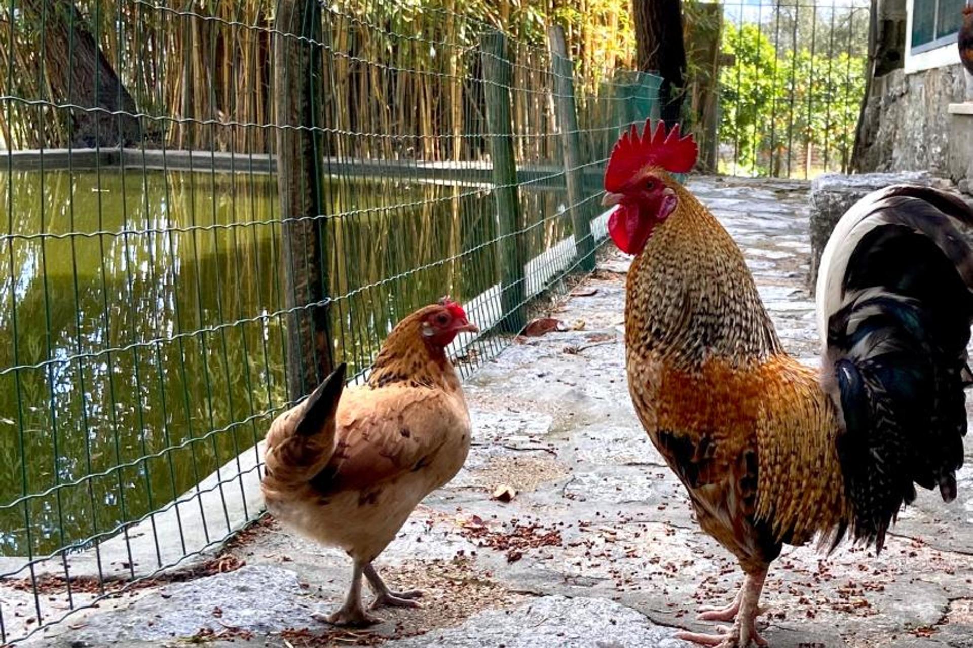 Descubra a Private Douro - Quinta das Susandas: O Refúgio Perfeito para Todos - Imagem 31