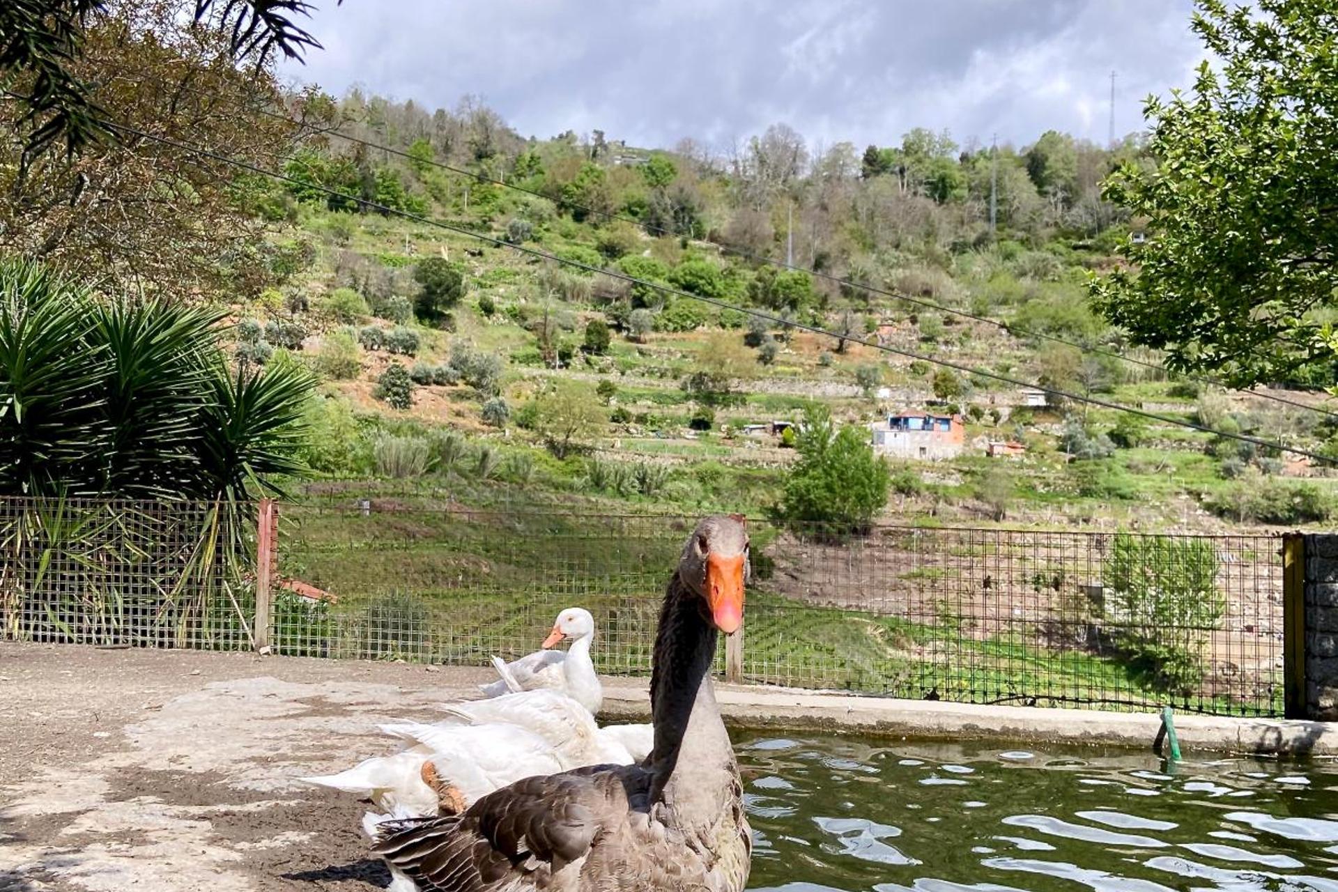 Descubra a Private Douro - Quinta das Susandas: O Refúgio Perfeito para Todos - Imagem 40