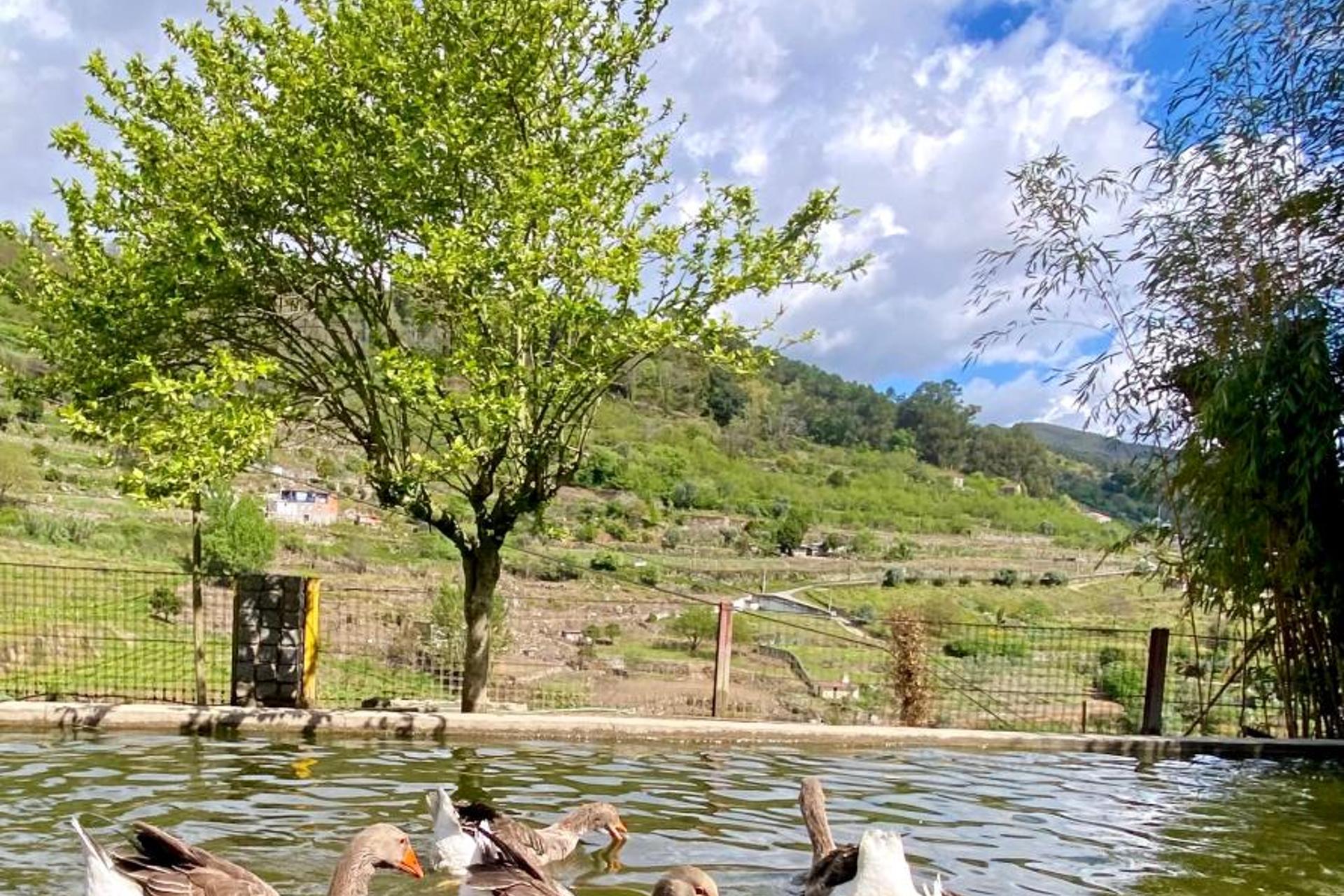 Descubra a Private Douro - Quinta das Susandas: O Refúgio Perfeito para Todos - Imagem 42