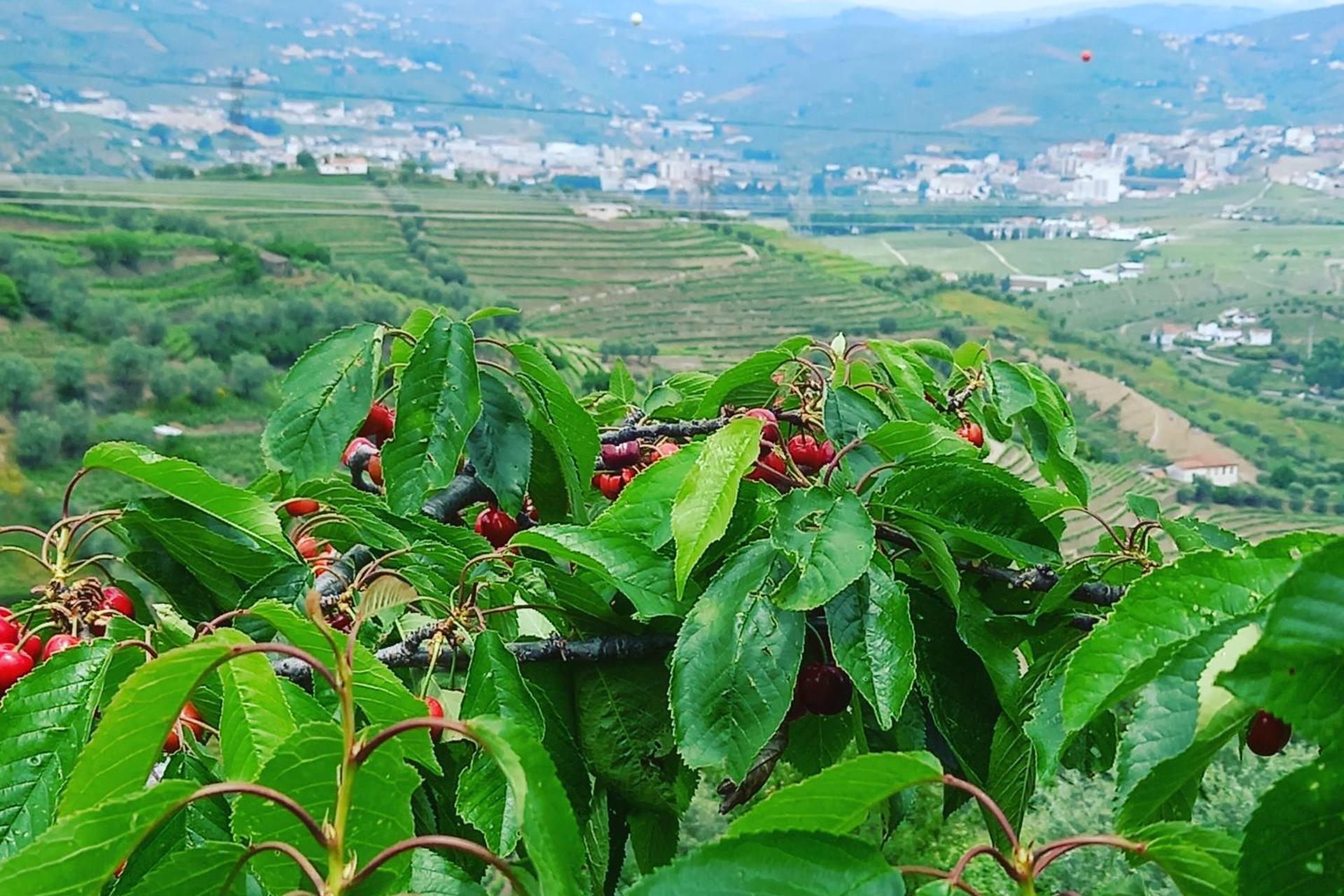 Descubra a Quinta Casa Do Quintal: Uma Experiência Inesquecível - Imagem 27