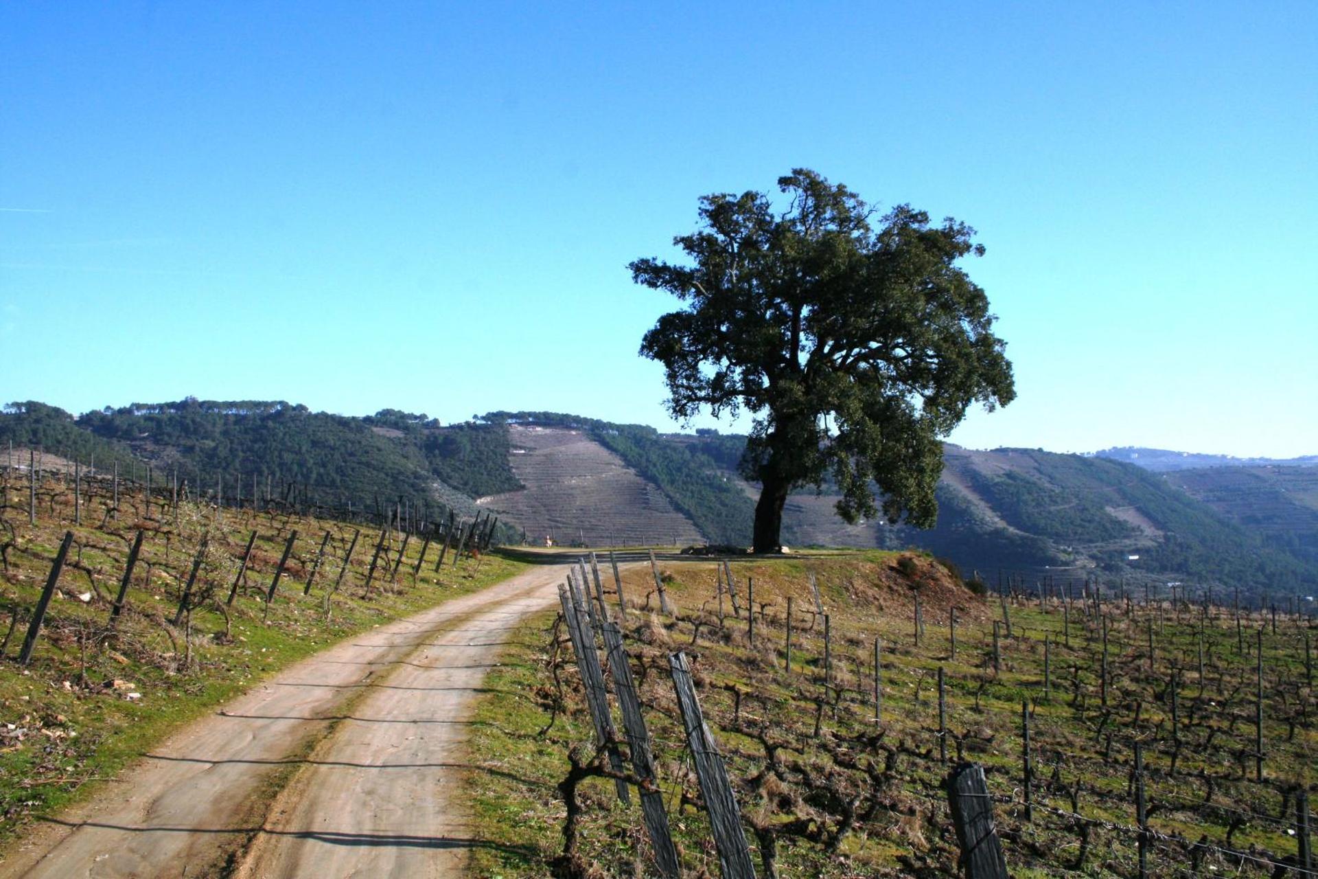 Descubra a Quinta da Cumieira: O Refúgio Ideal para Todos - Imagem 85