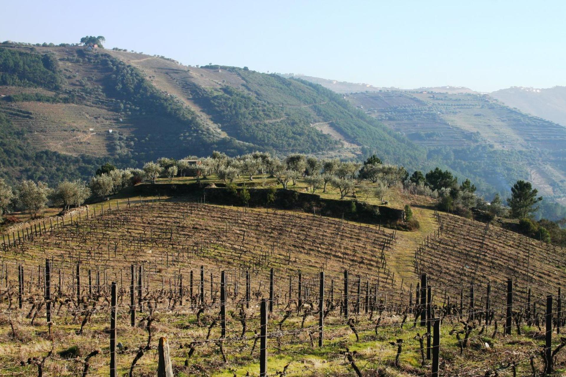 Descubra a Quinta da Cumieira: O Refúgio Ideal para Todos - Imagem 86