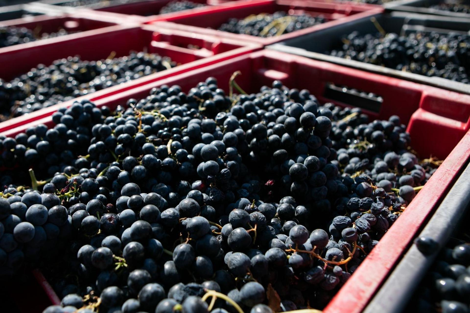 Descubra a Quintada da Gricha: O Refúgio Ideal para Todos - Imagem 42