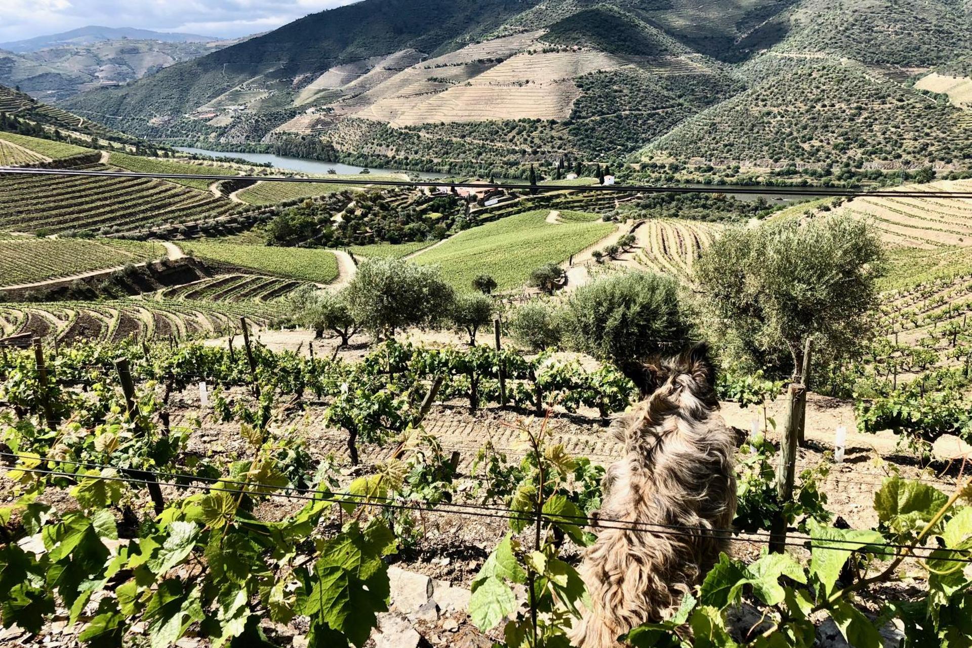 Descubra a Quintada da Gricha: O Refúgio Ideal para Todos - Imagem 81