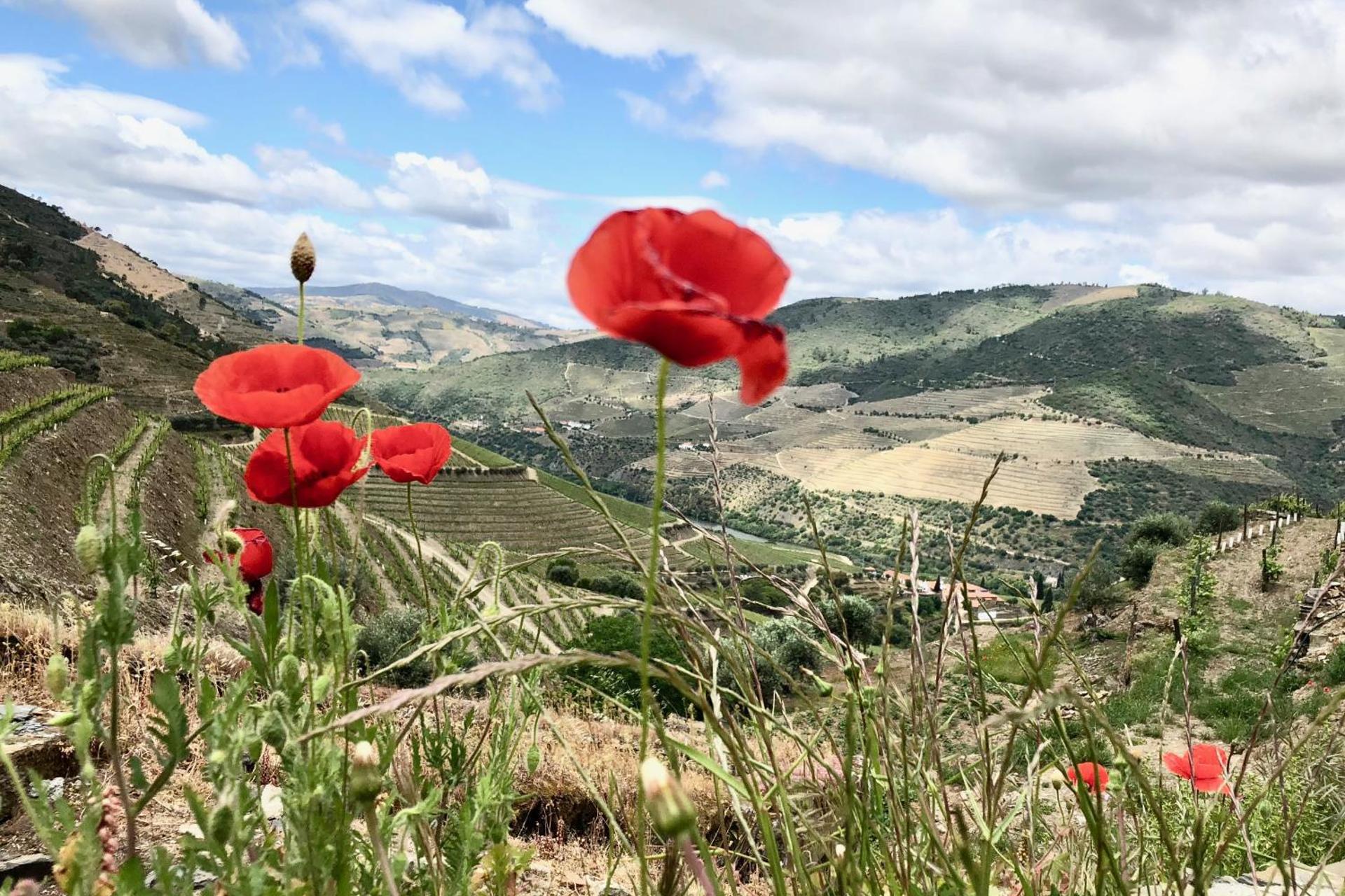 Descubra a Quintada da Gricha: O Refúgio Ideal para Todos - Imagem 83