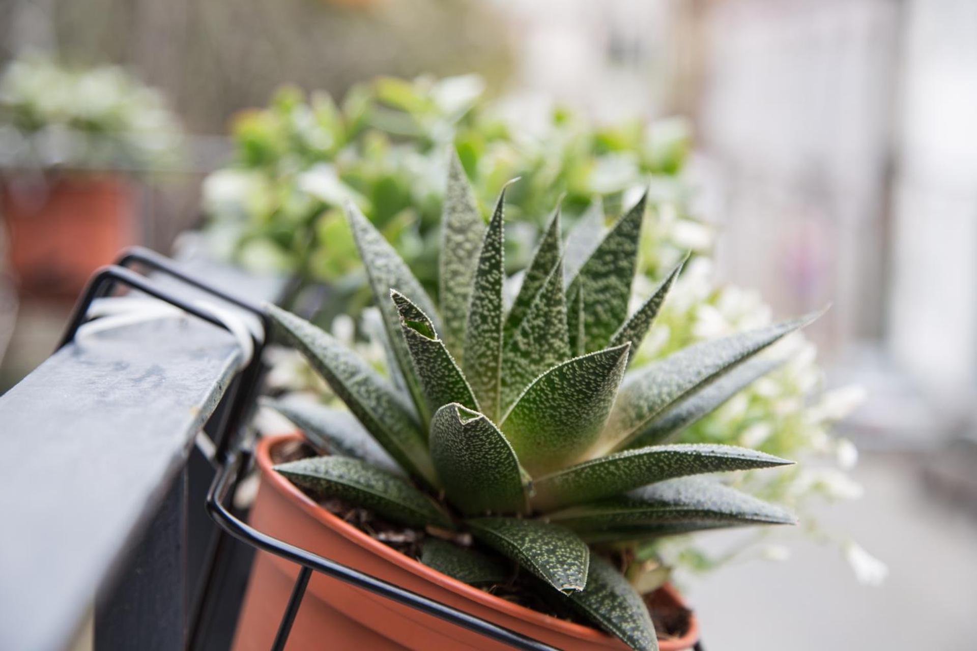 Descubra a Quinta da Salada - Alojamento Local no Douro - Imagem 64