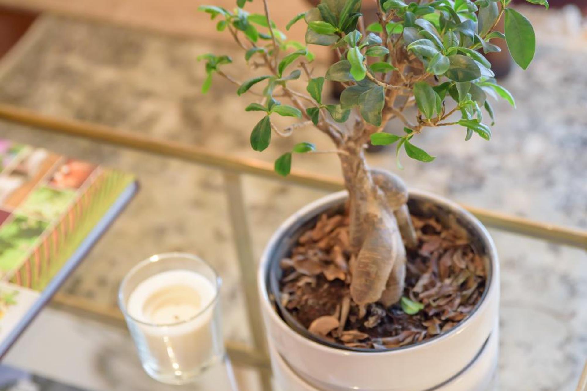 Descubra o Encanto da Quinta Do Bosque: Uma Experiência Única em Hospitalidade - Imagem 41