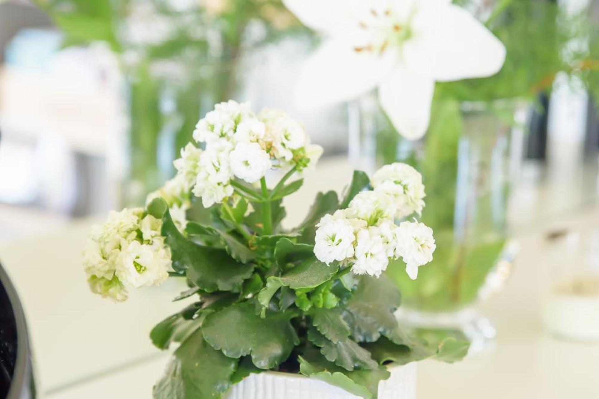 Descubra o Encanto da Quinta Do Bosque: Uma Experiência Única em Hospitalidade - Imagem 8