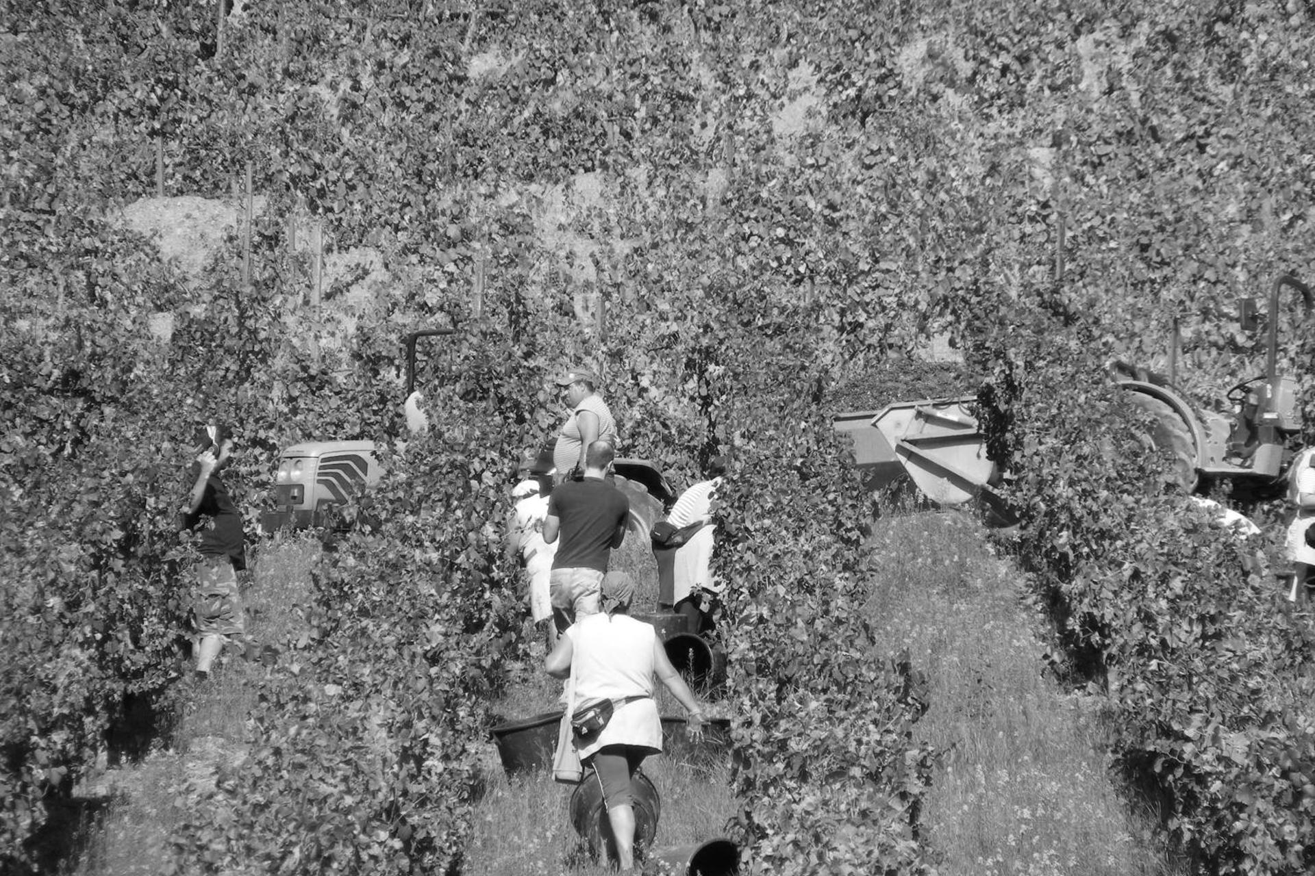 Experience Tranquility at Solar Quinta da Portela - Douro - Imagem 50