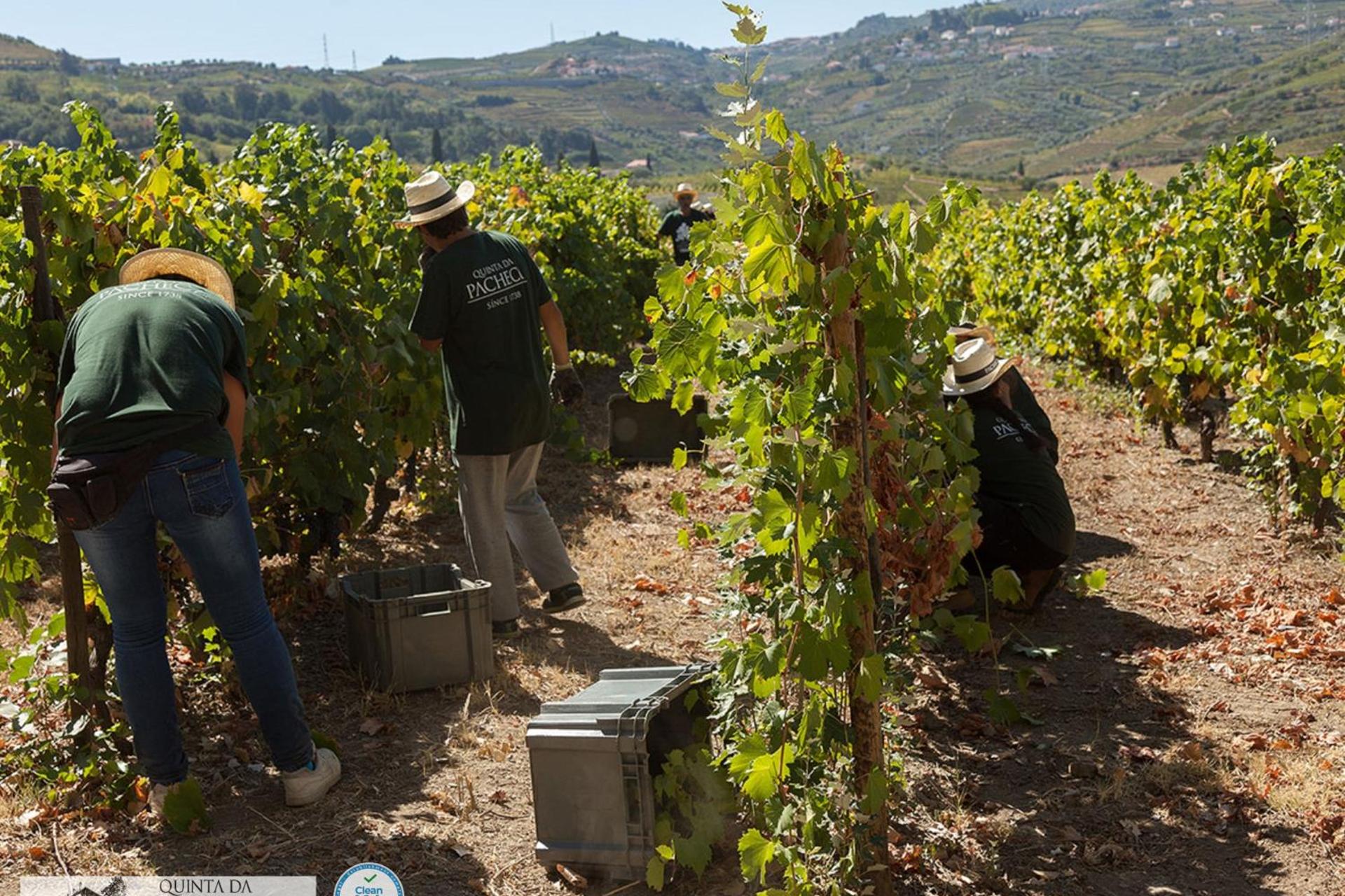 A Descoberta do Wine House Hotel - Quinta da Pacheca - Imagem 40