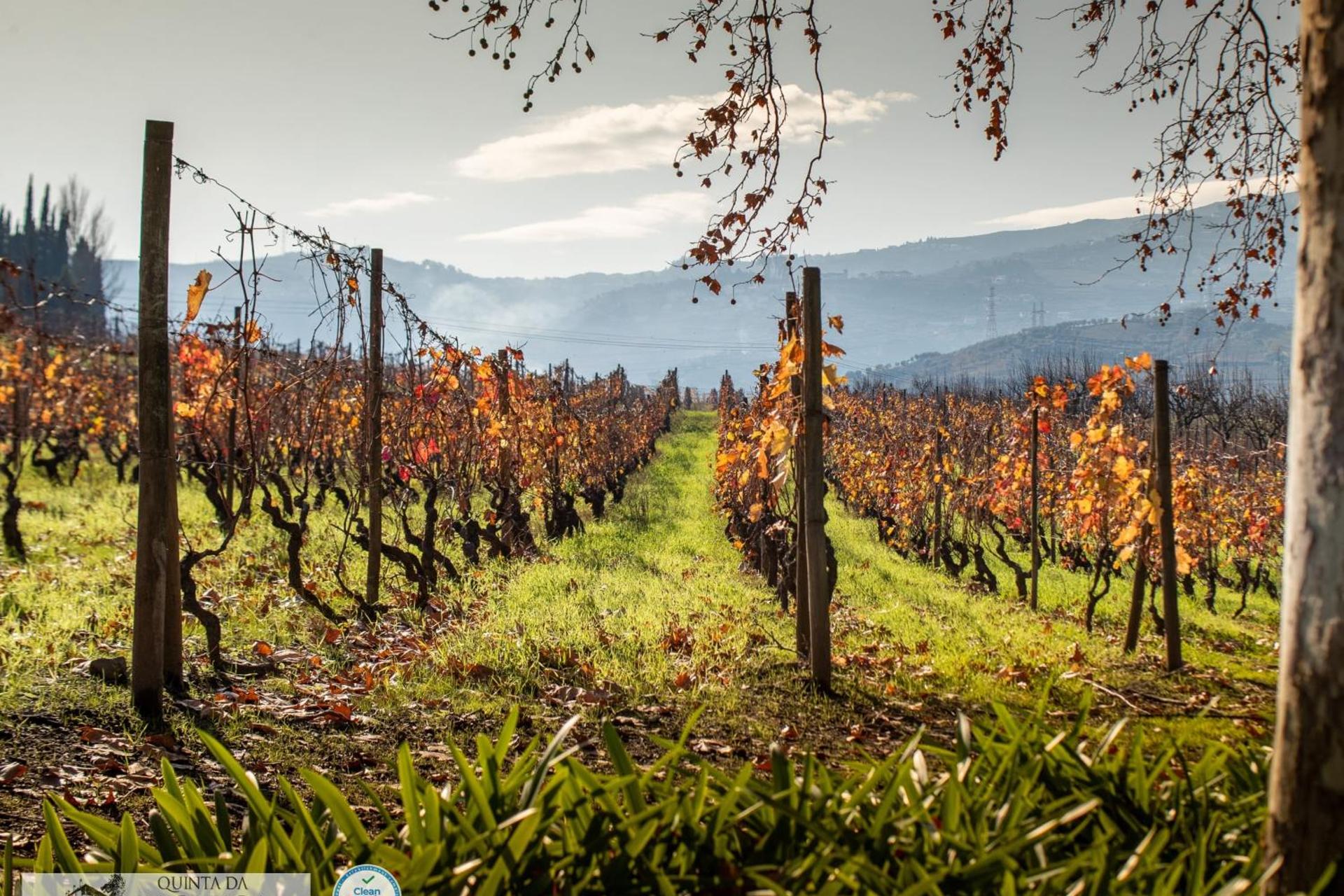A Descoberta do Wine House Hotel - Quinta da Pacheca - Imagem 71